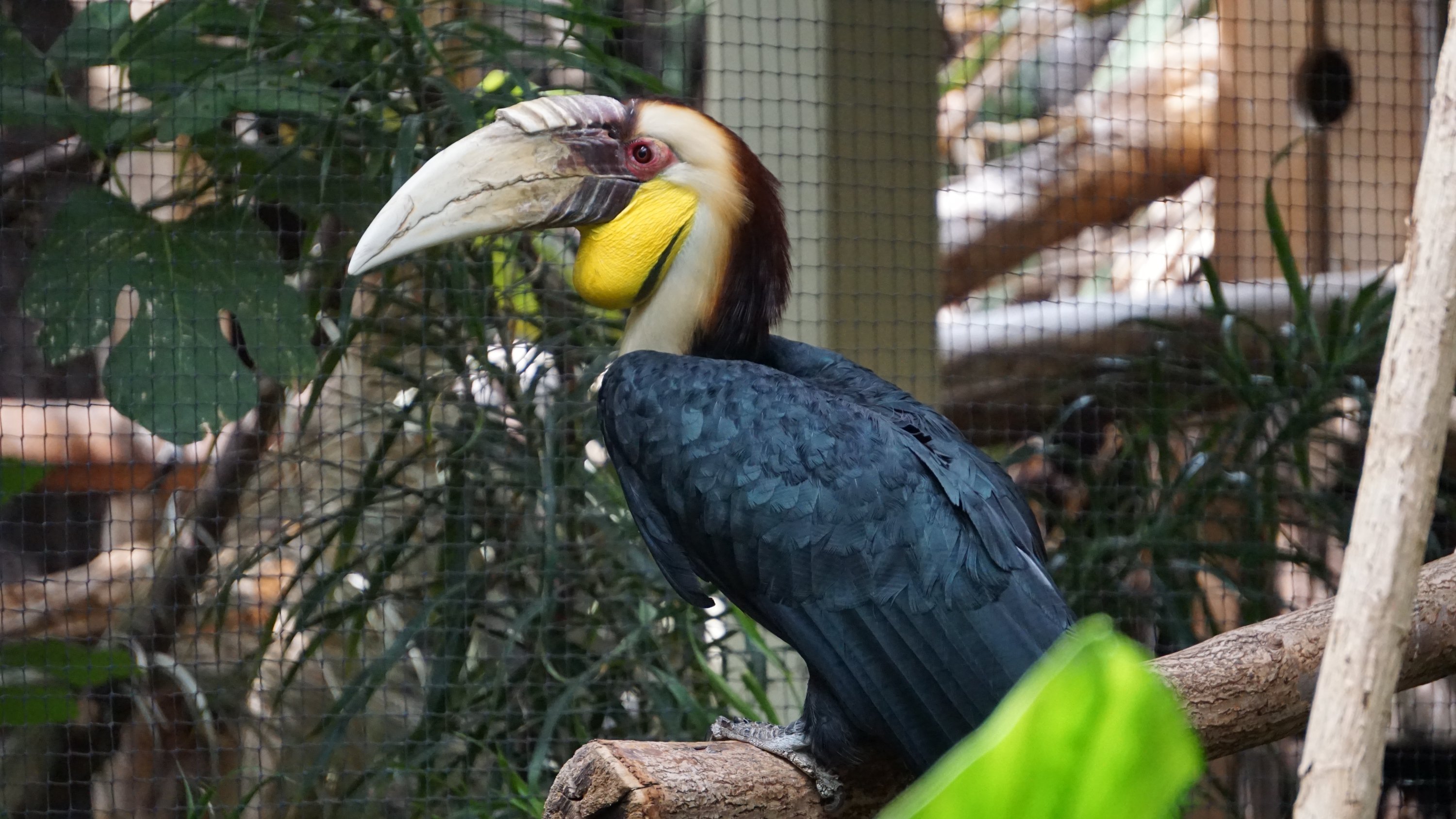 Blau-schwarzer Vogel mit wuchtigem Schnabel, gelbem Hals