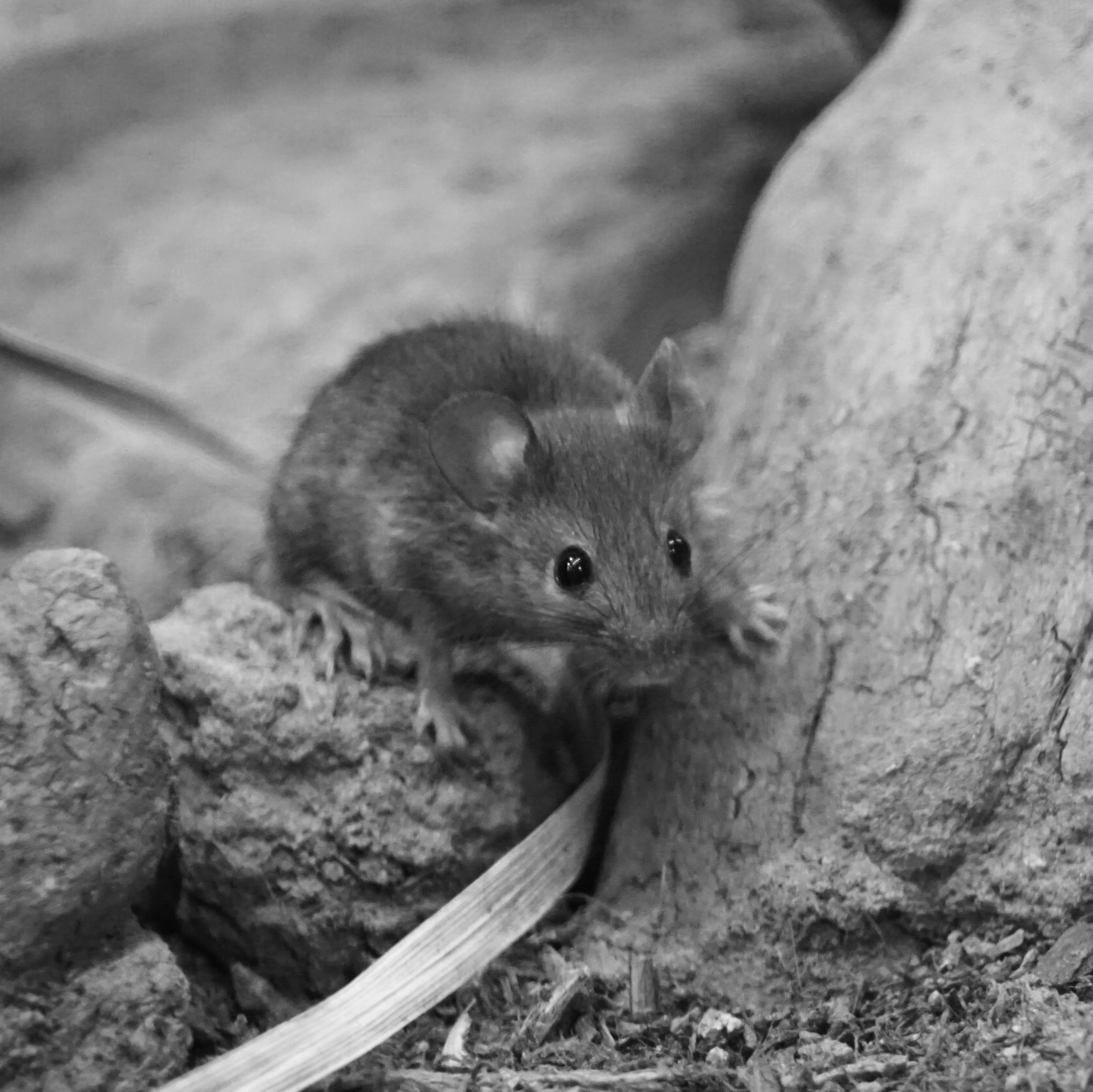 Maus zwischen Steinen, schwarzweiß-Bild