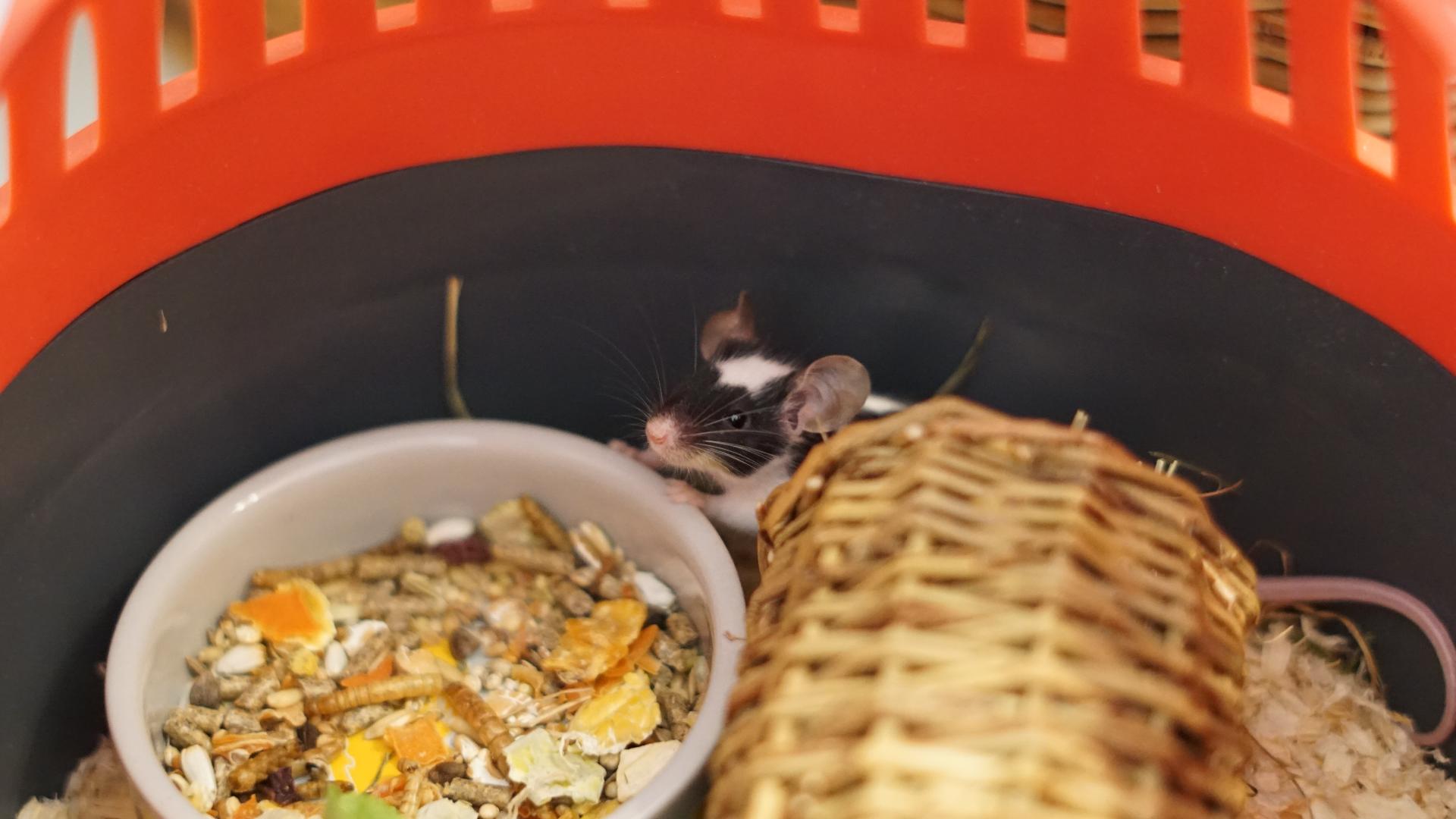 Maus in transportbox an futterschüssel