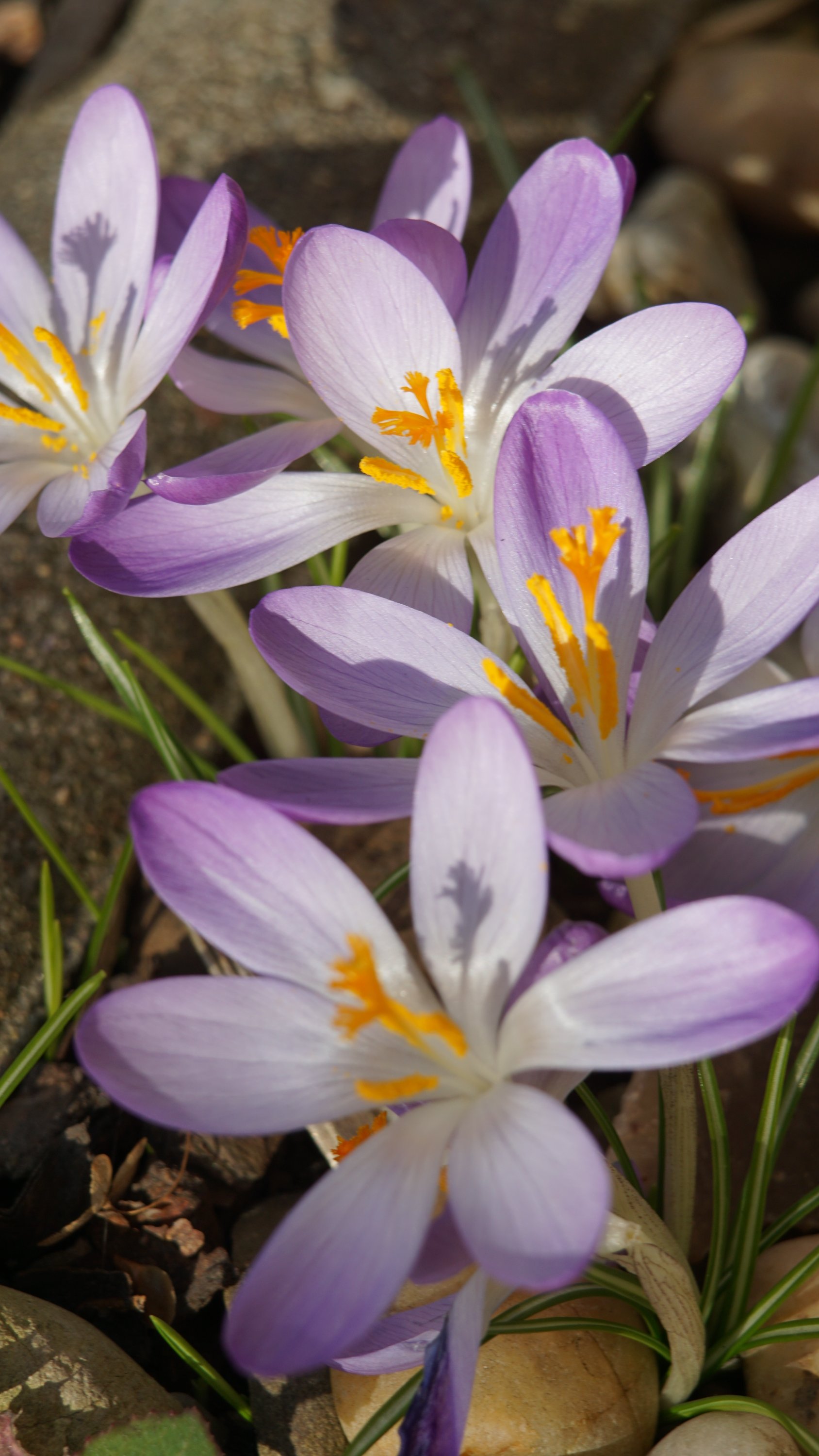 flache Krokus-Blüten