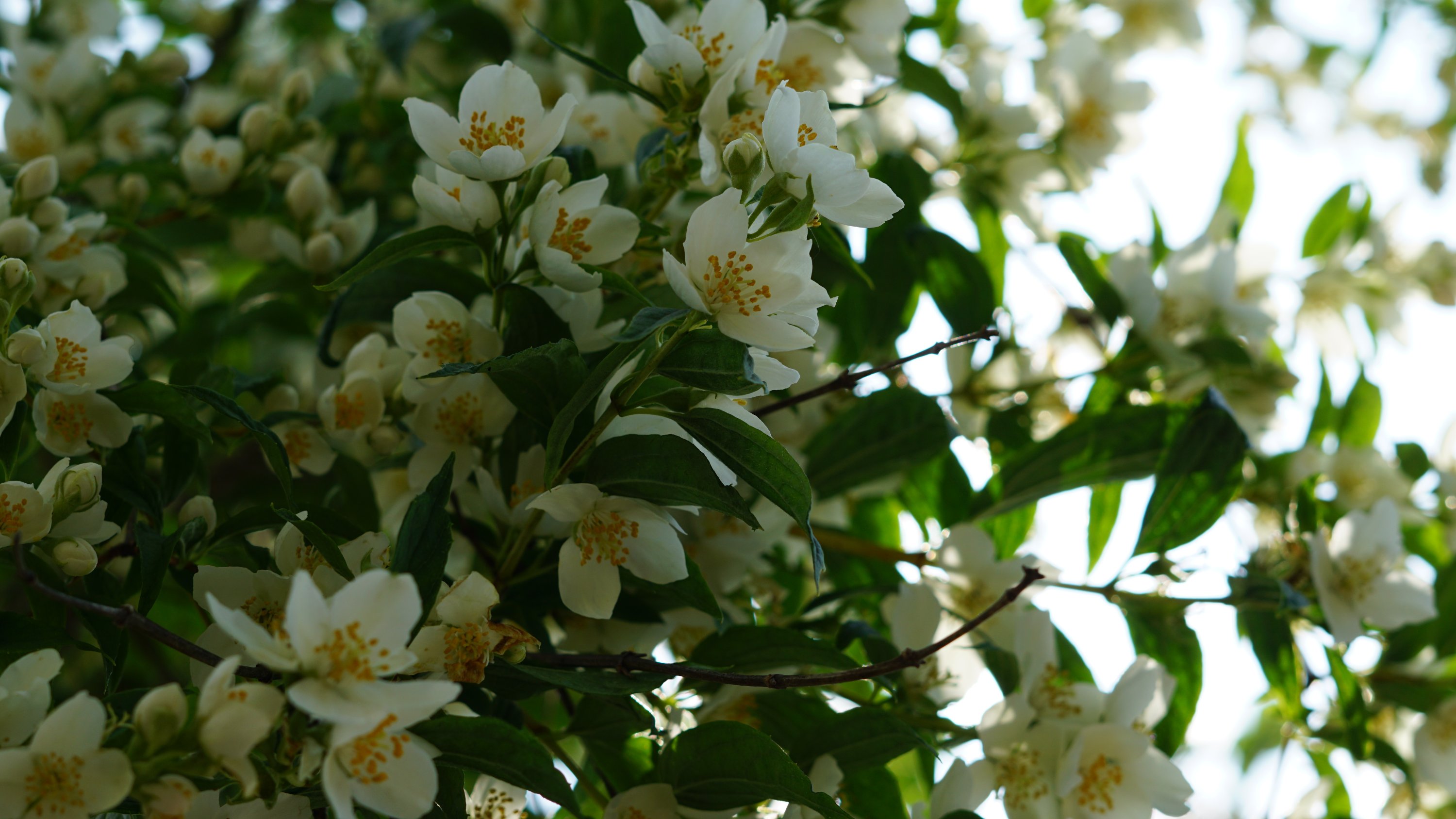 Weiße Blüten am Baum 