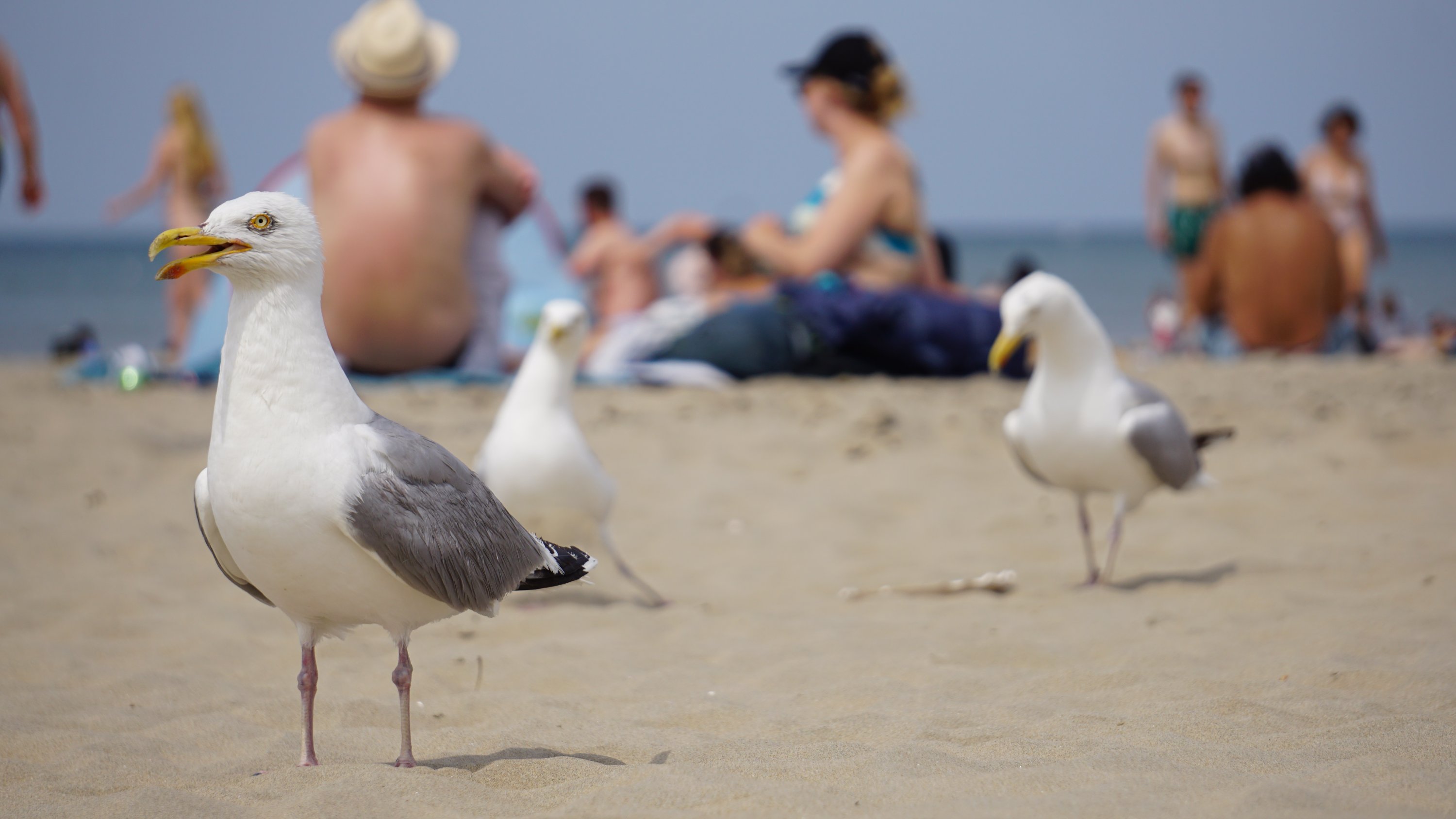 3 Möwen, nur vordere wirklich scharf 
Im Hintergrund sitzen sehr unscharf Leute 