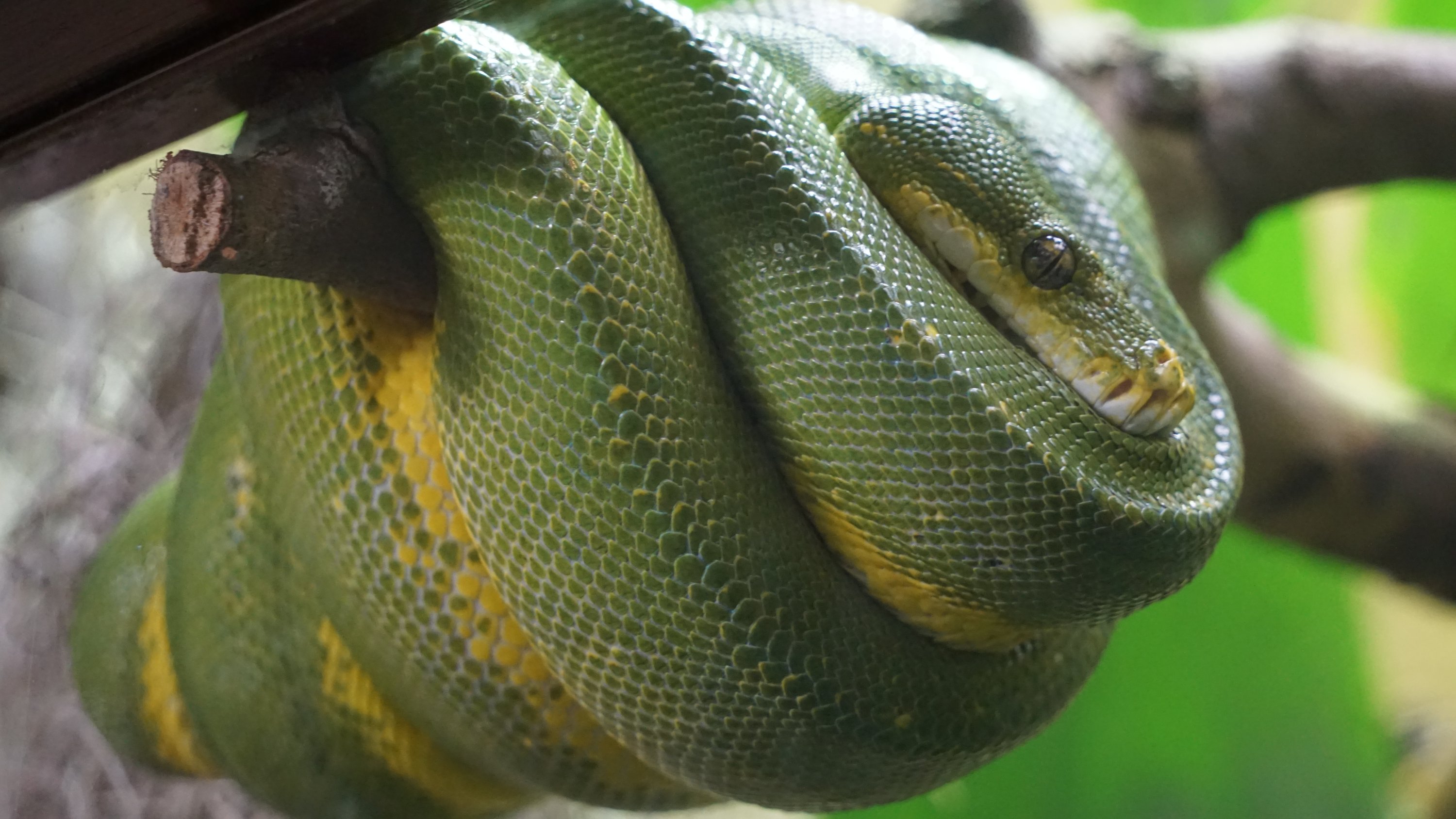 Eine grüne Schlange, als Knäuel im Baum 