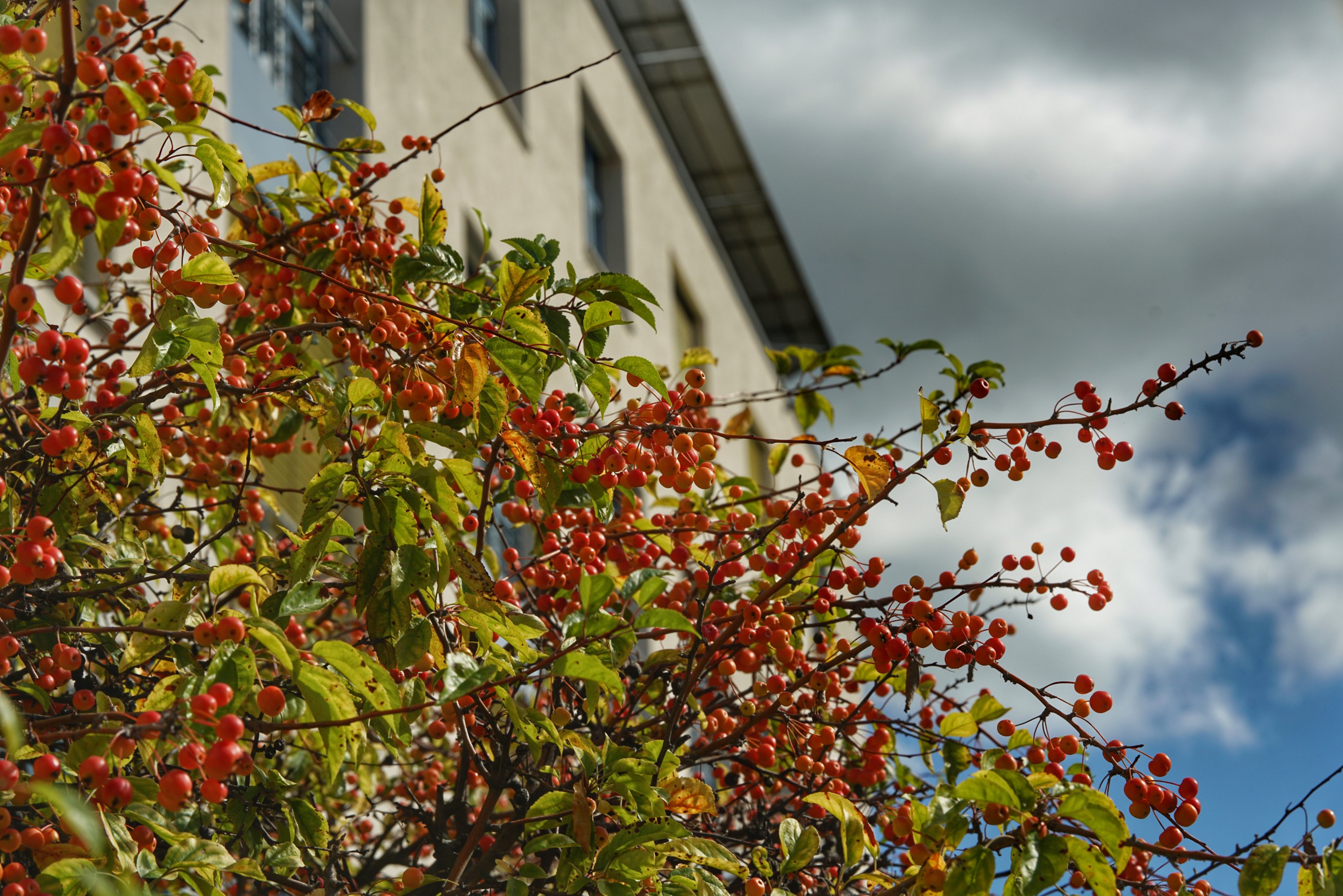 Rote Früchte am Strauch, Gebäude im Hintergrund, Wolken 