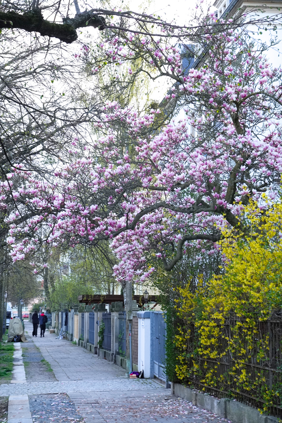 Magnolie an Straße, vor Gartenzaun
mit RX100 entstanden