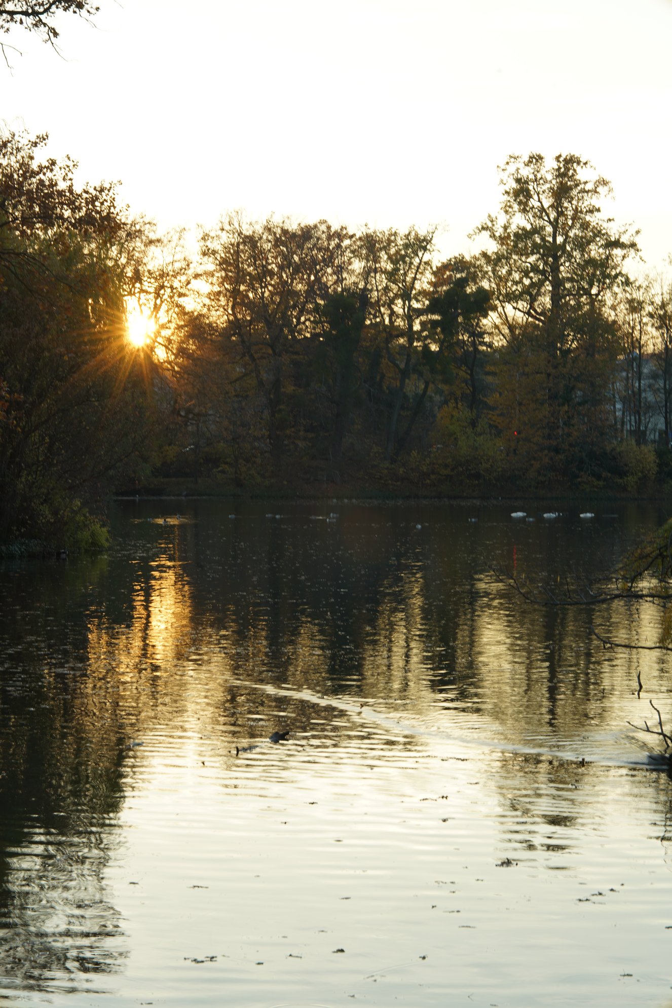 Sonnenuntergang über einem Teich im großen Garten 