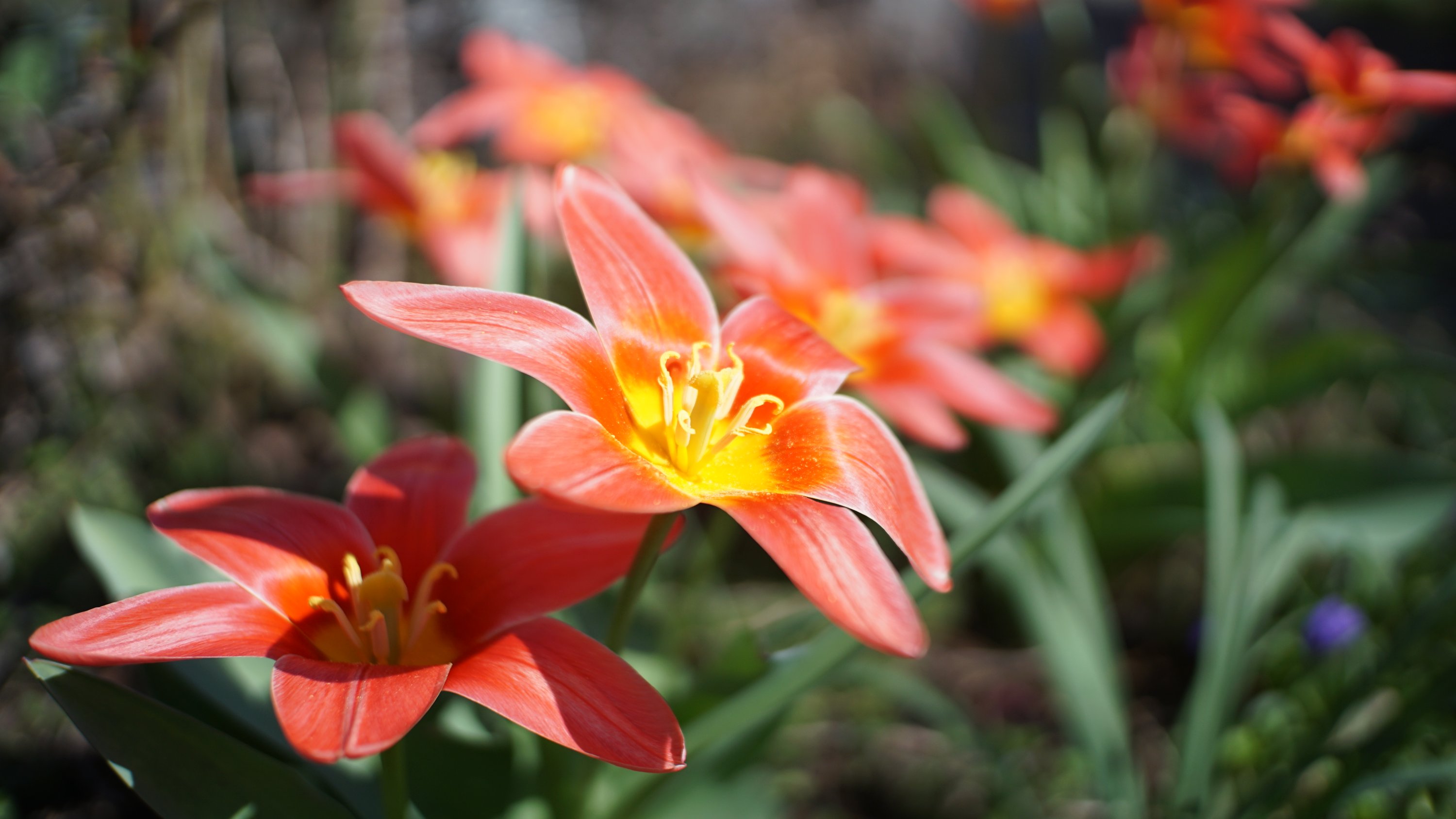 vollaufgeblühte Blumen