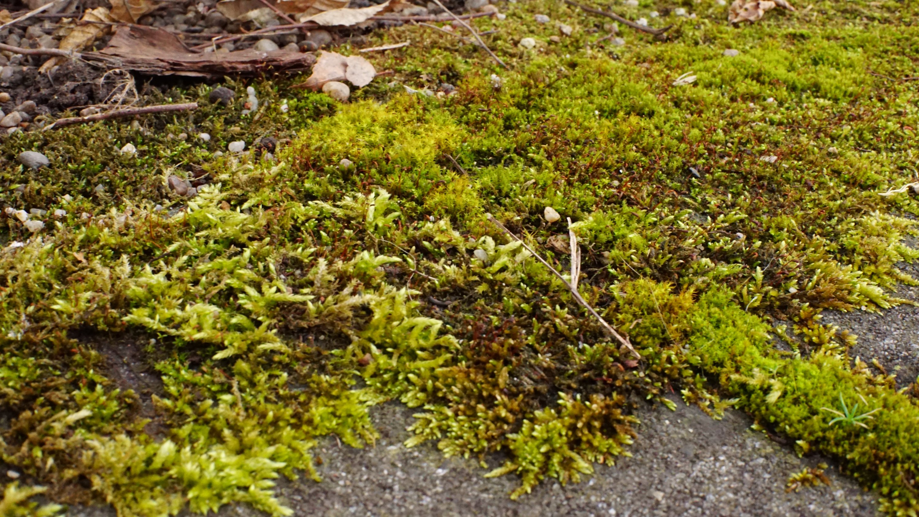 Moosfleck auf Steinen