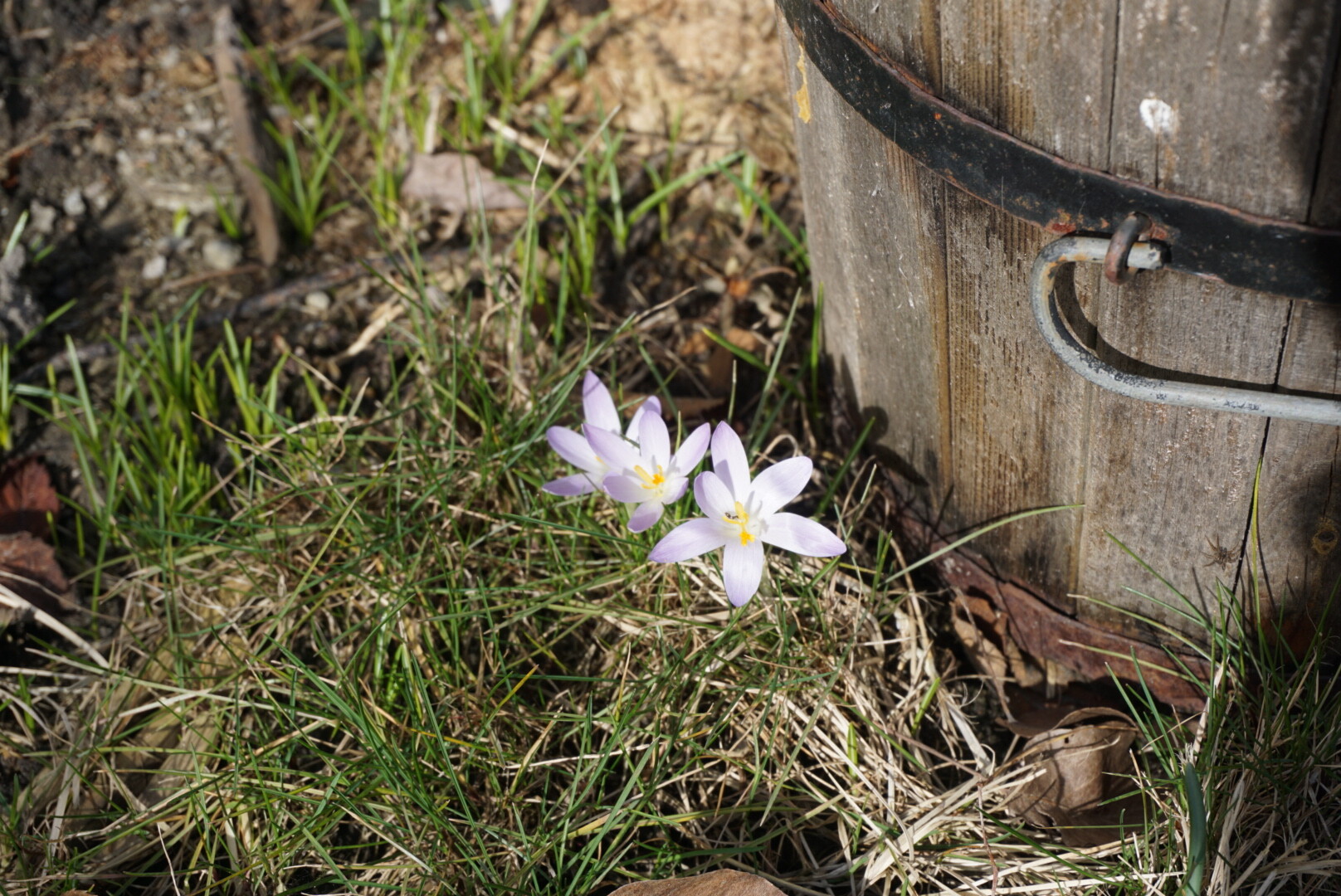 Krokusse mit Holzeimer 