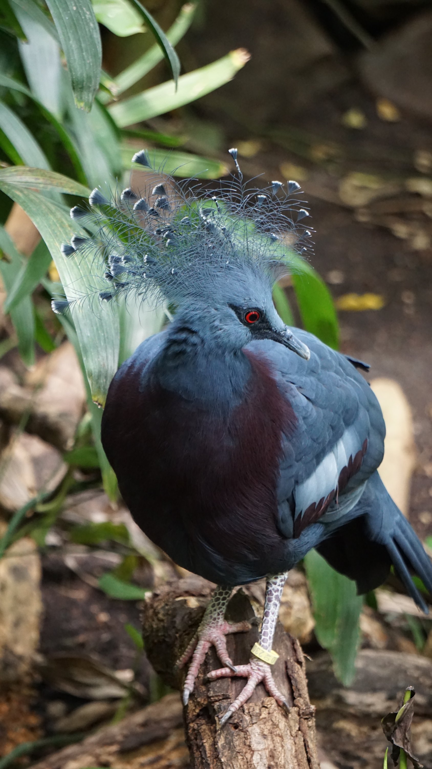 Blau-grauer Vogel am Boden, mit eindrucksvollen Schmuckfedern auf dem Kopf 
Rotes Auge, gelber Ring am Fuß 
Pflanzen im Hintergrund 