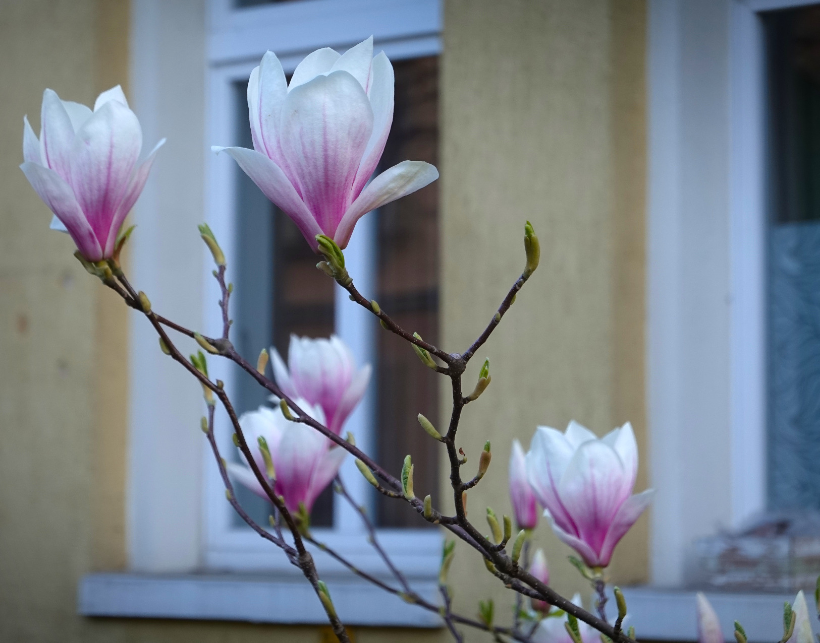 einzelner Magnolien-Zweig
mit RX100 geschossen
