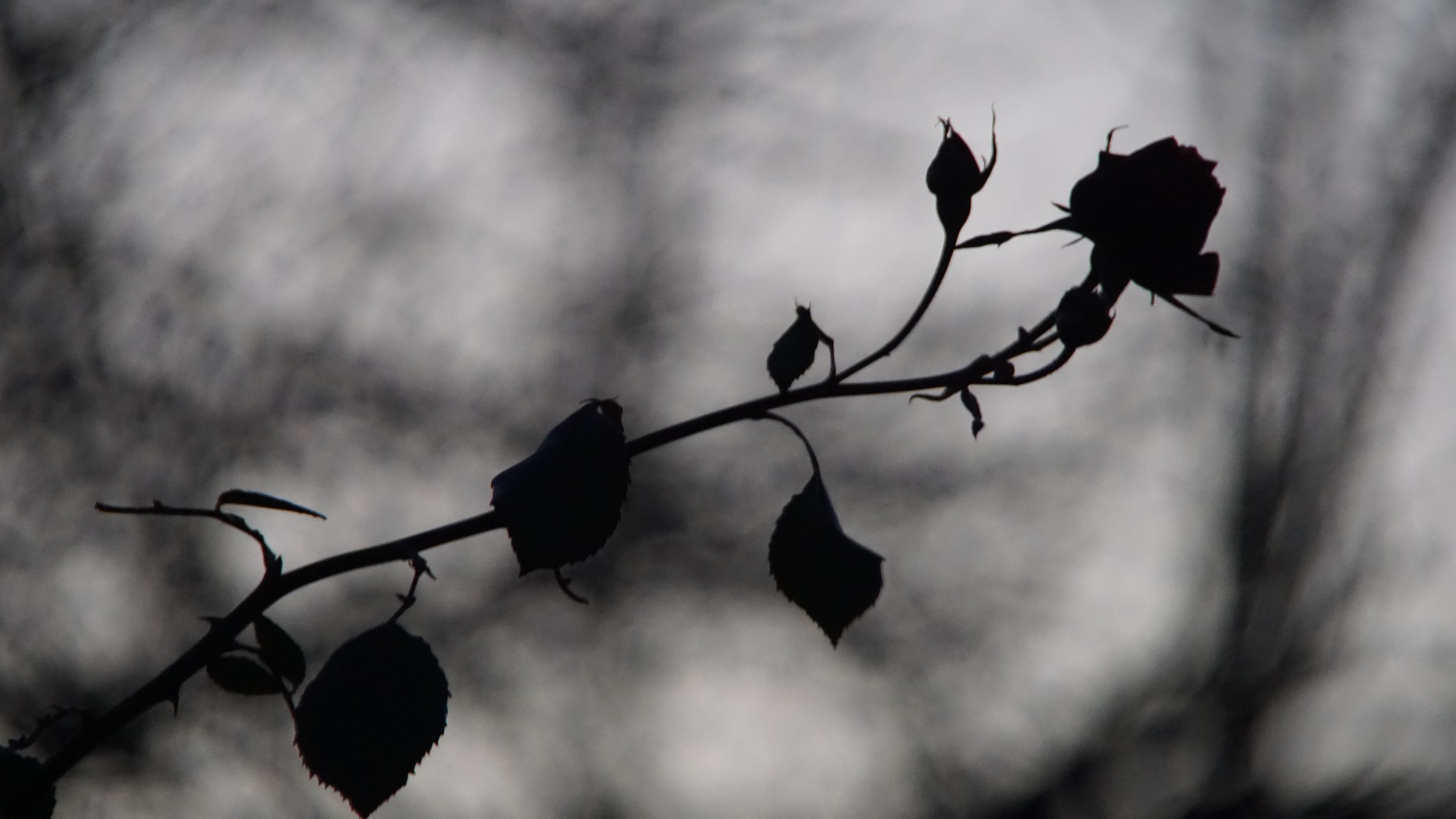 Rose vor grauem Hintergrund 