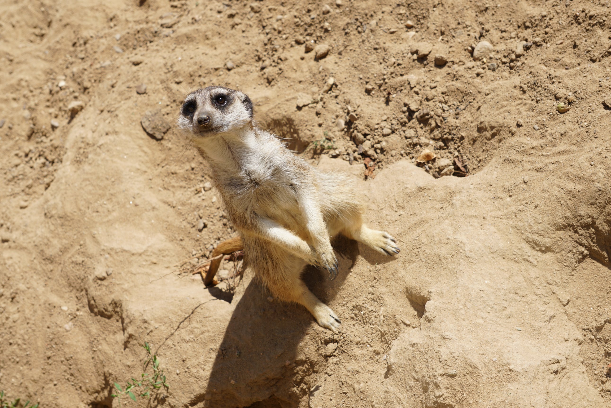 Erdmännchen sieht nach schräg/oben in die Kamera 
