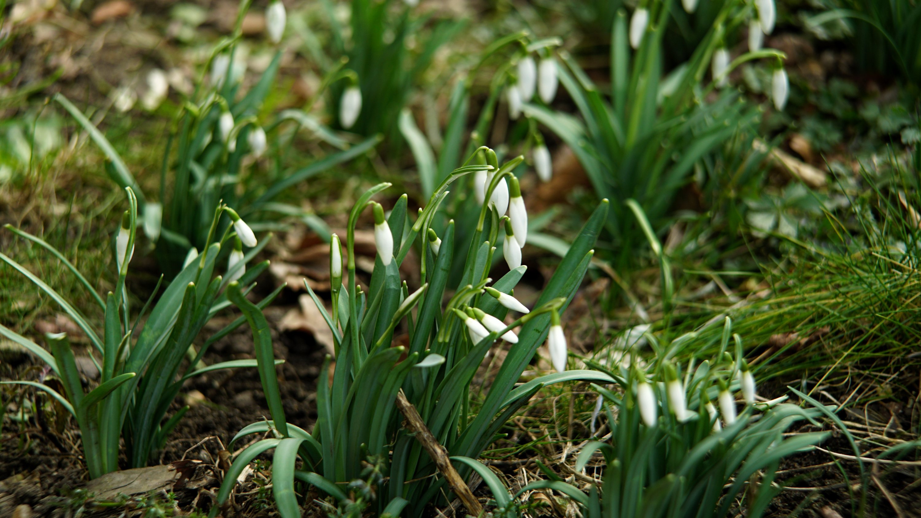 jede Menge Schneeglöckchen