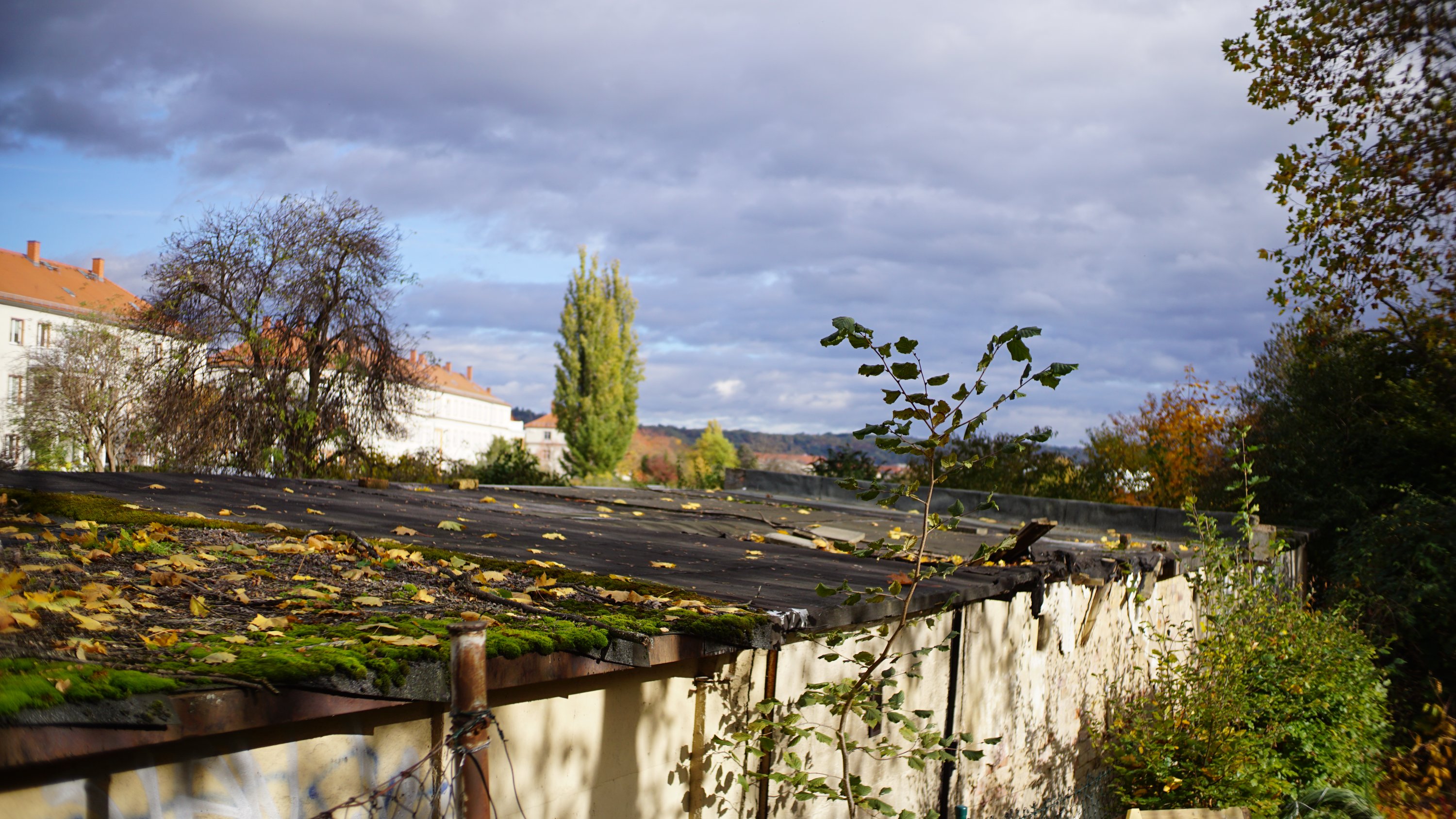 Blick über Teerpappen-Garagendächer mit Löchern und Moos, dahinter Mehrfamilienhäuser und Bäume 