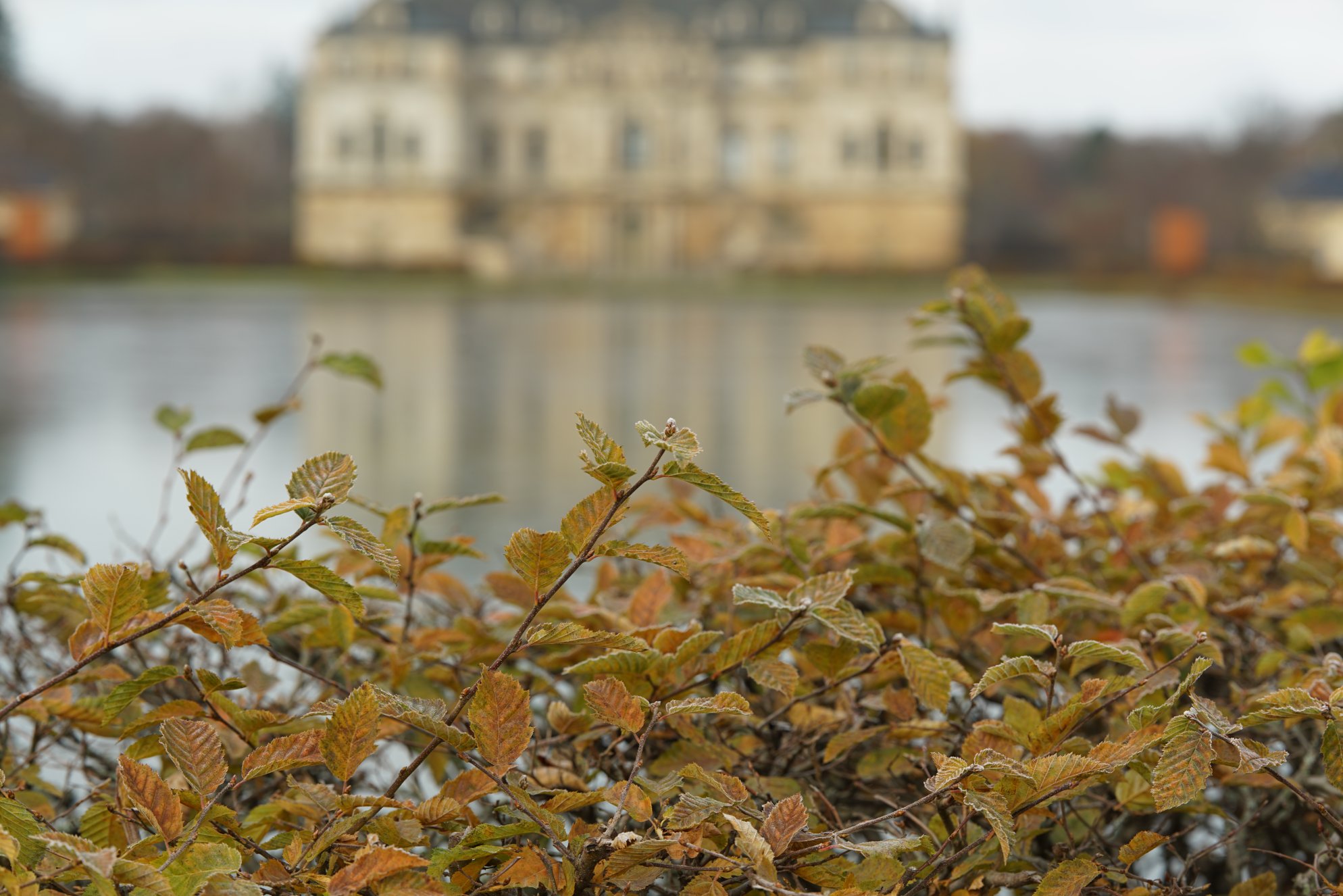 Teich verschwommen hinter Hecke 
