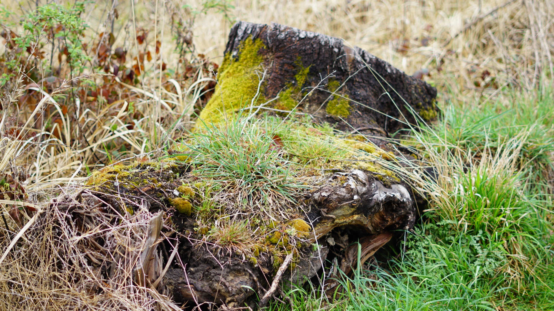 Moos und Gras an einem Baumstumpf 