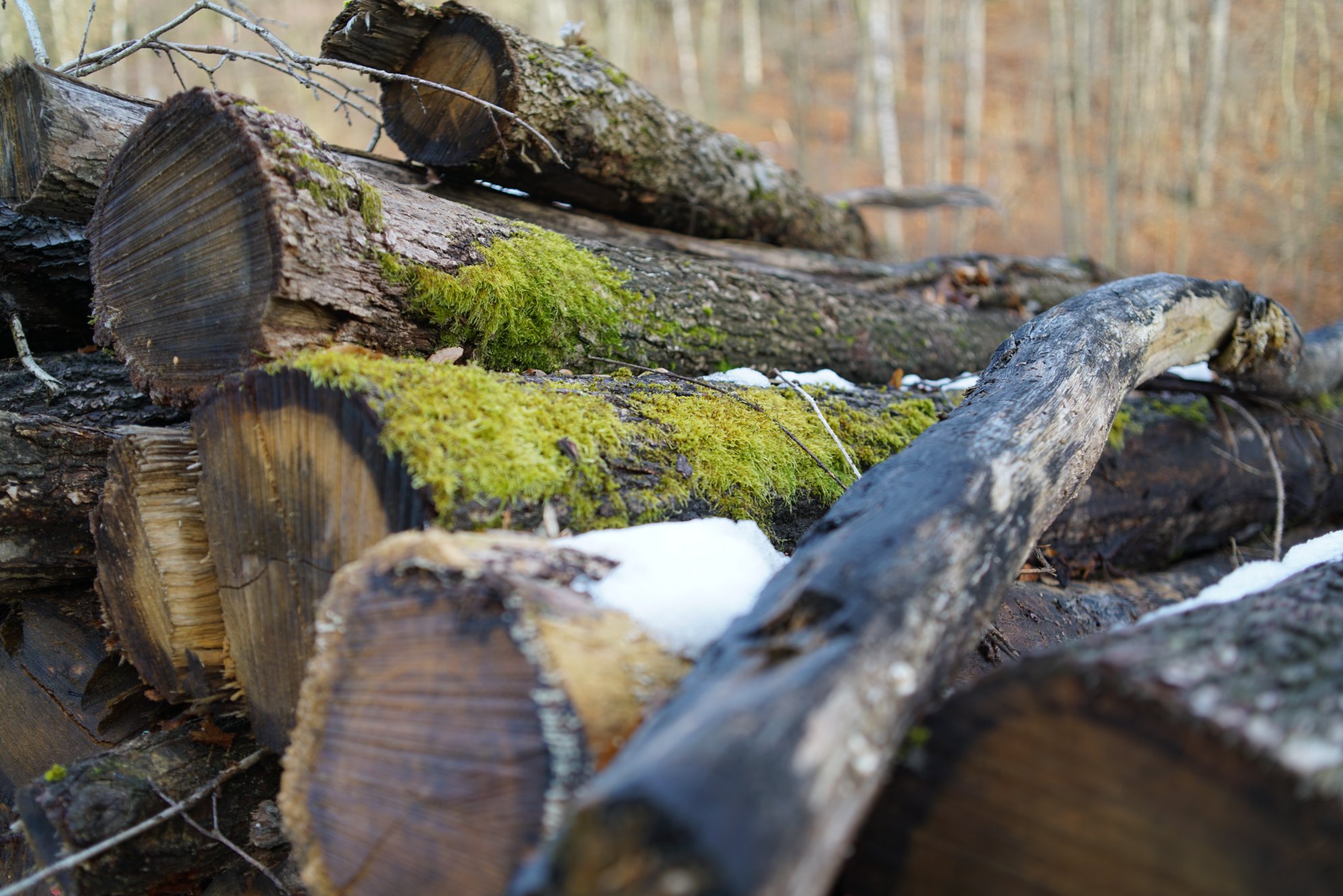 Nochmals die Stämme 