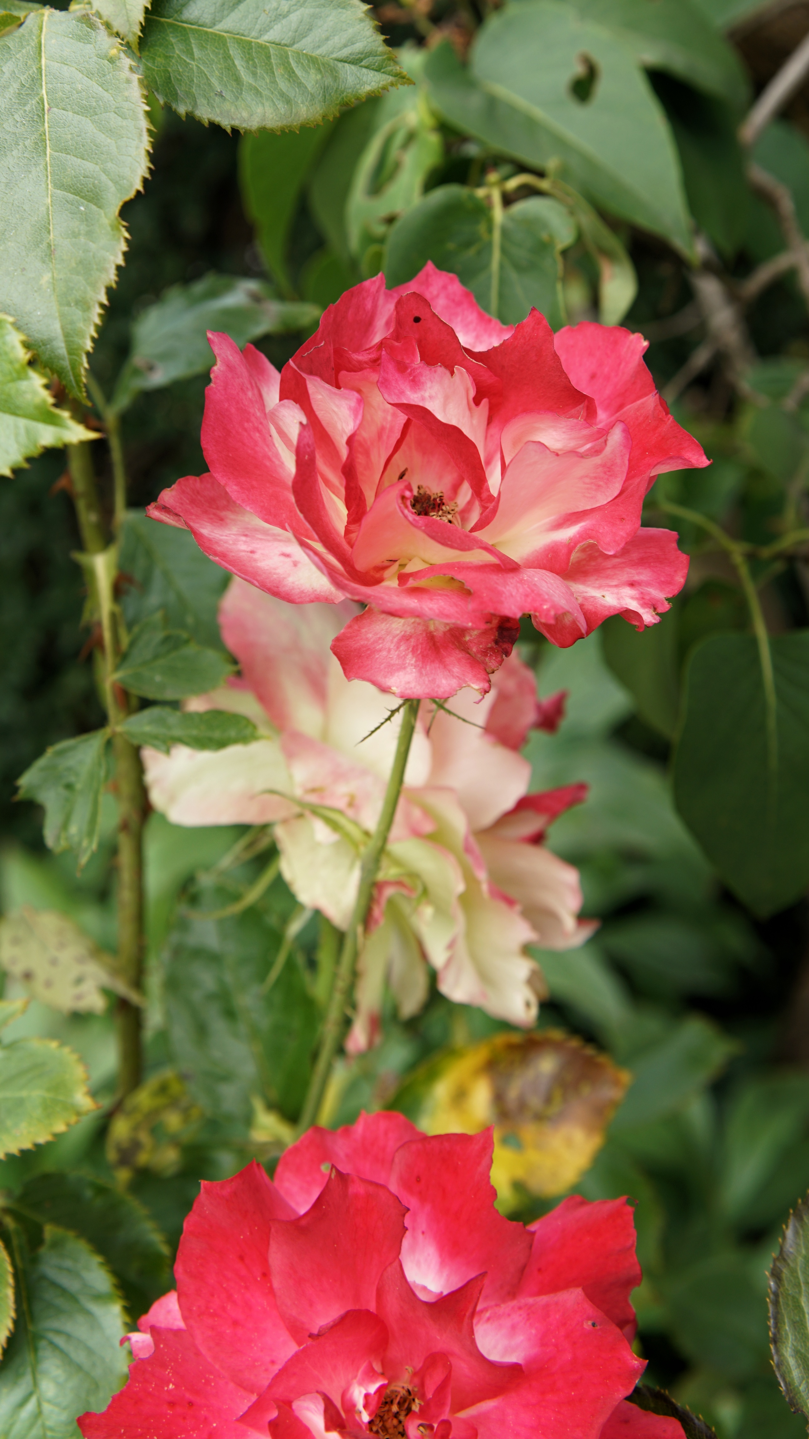 2-3 Rosenblüten und passendes Laub 
Rot-weiße Blütenfarbe, leicht zerzupft