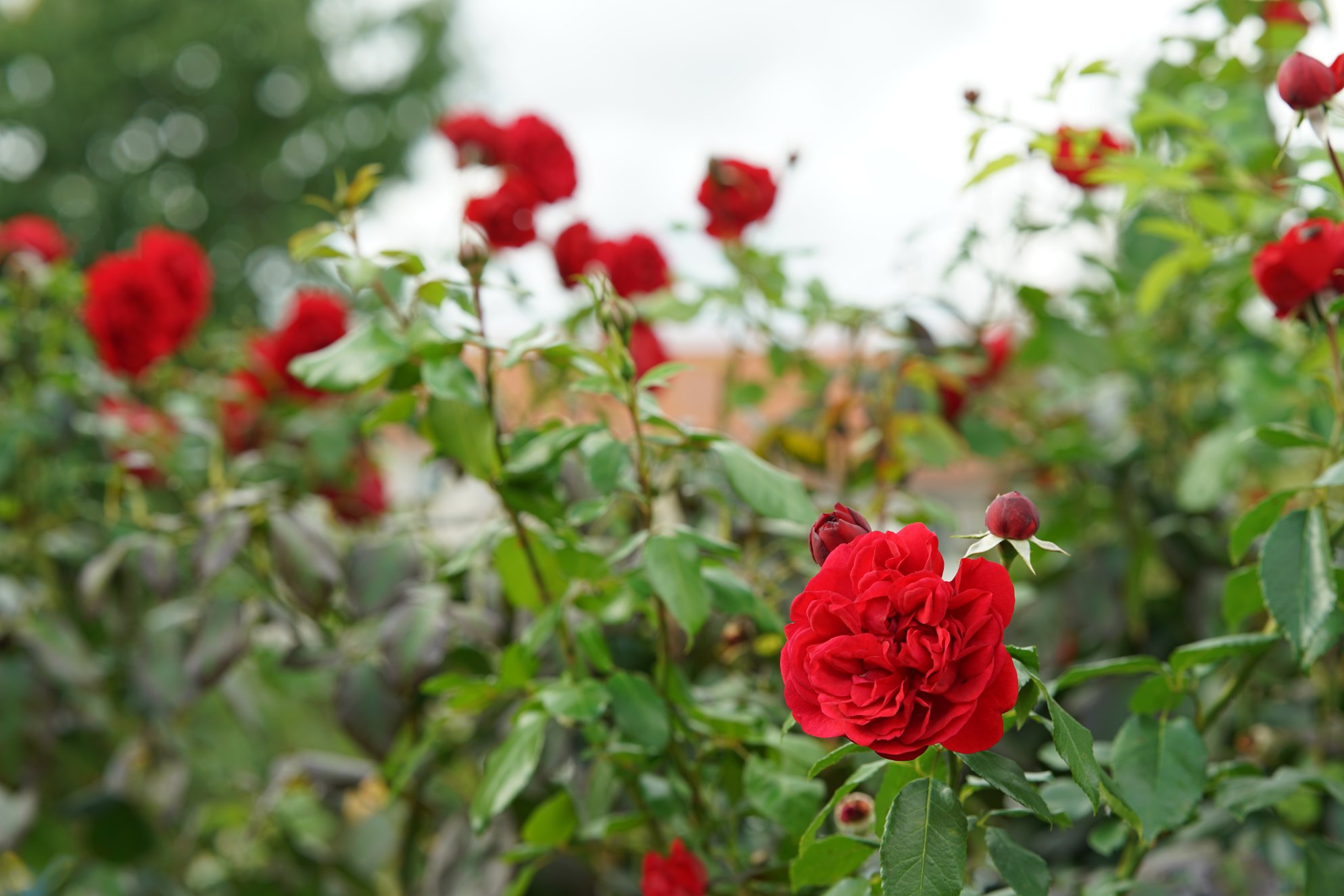 Mehr rote Rosen und Bokeh