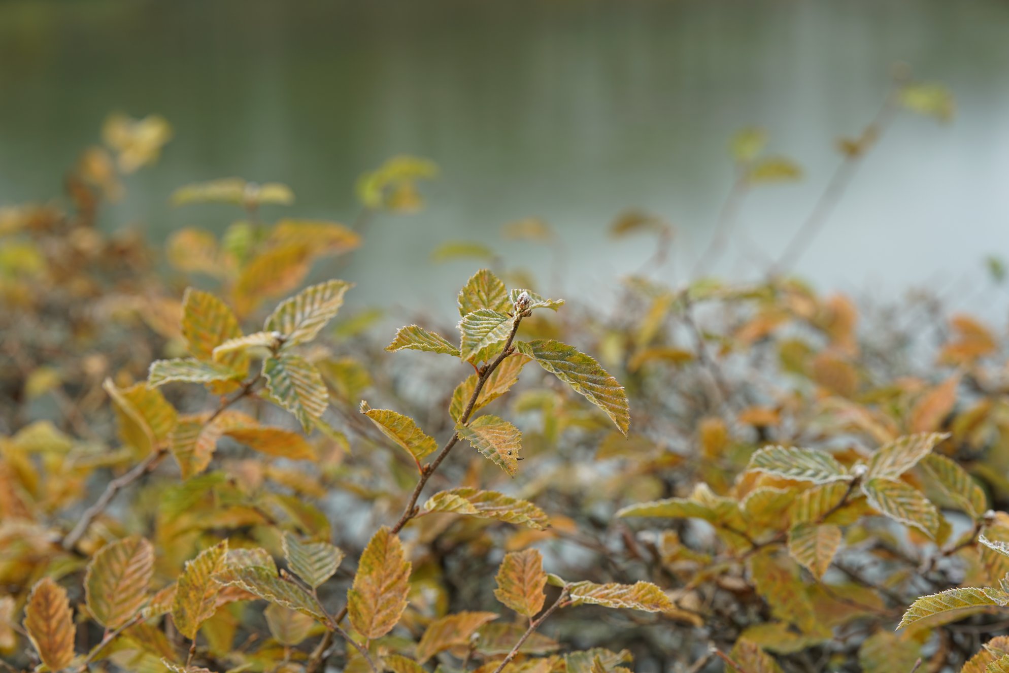 Hecken-Zweige mit Raureif vor Teich