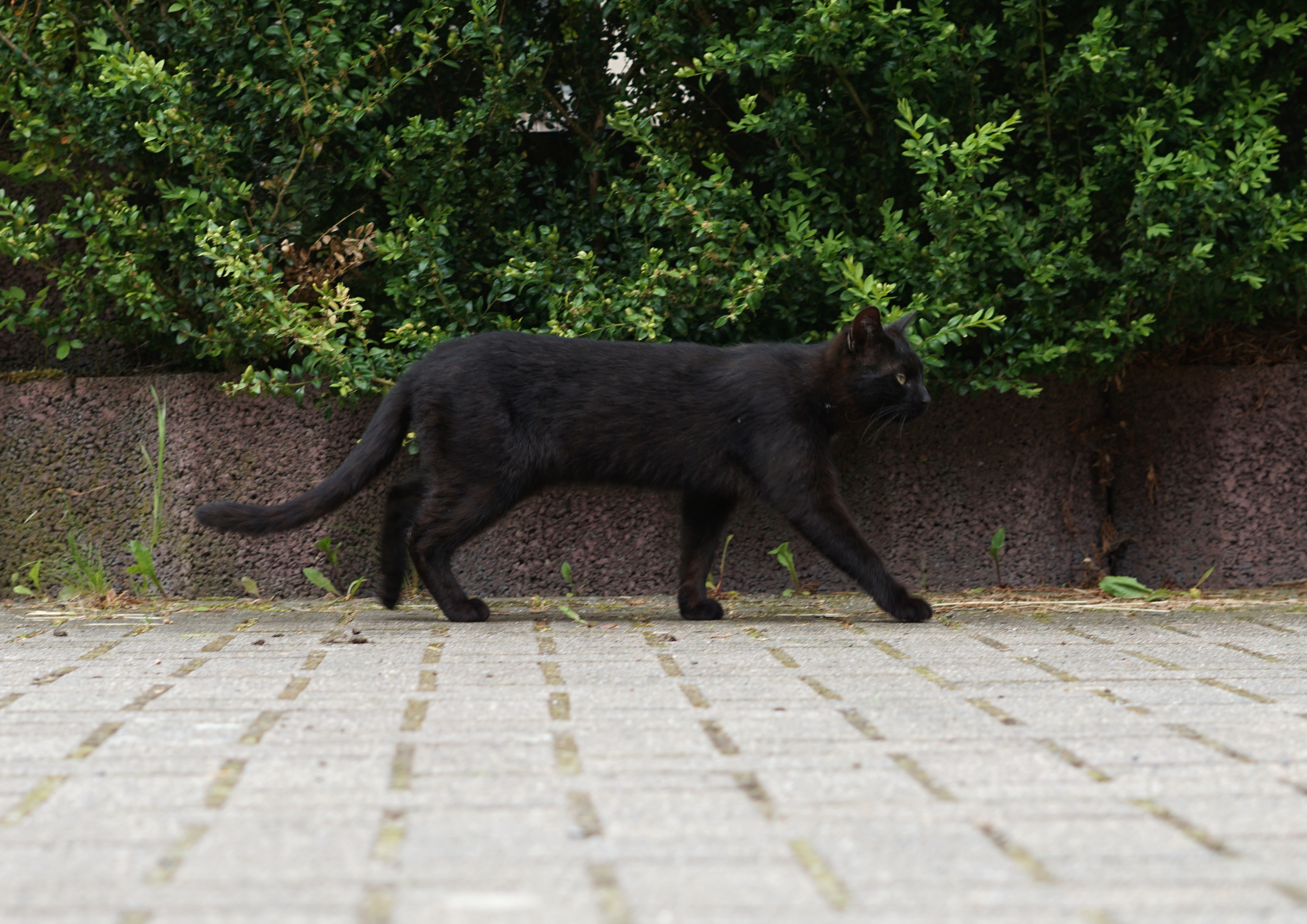 Kater läuft über Terrasse 