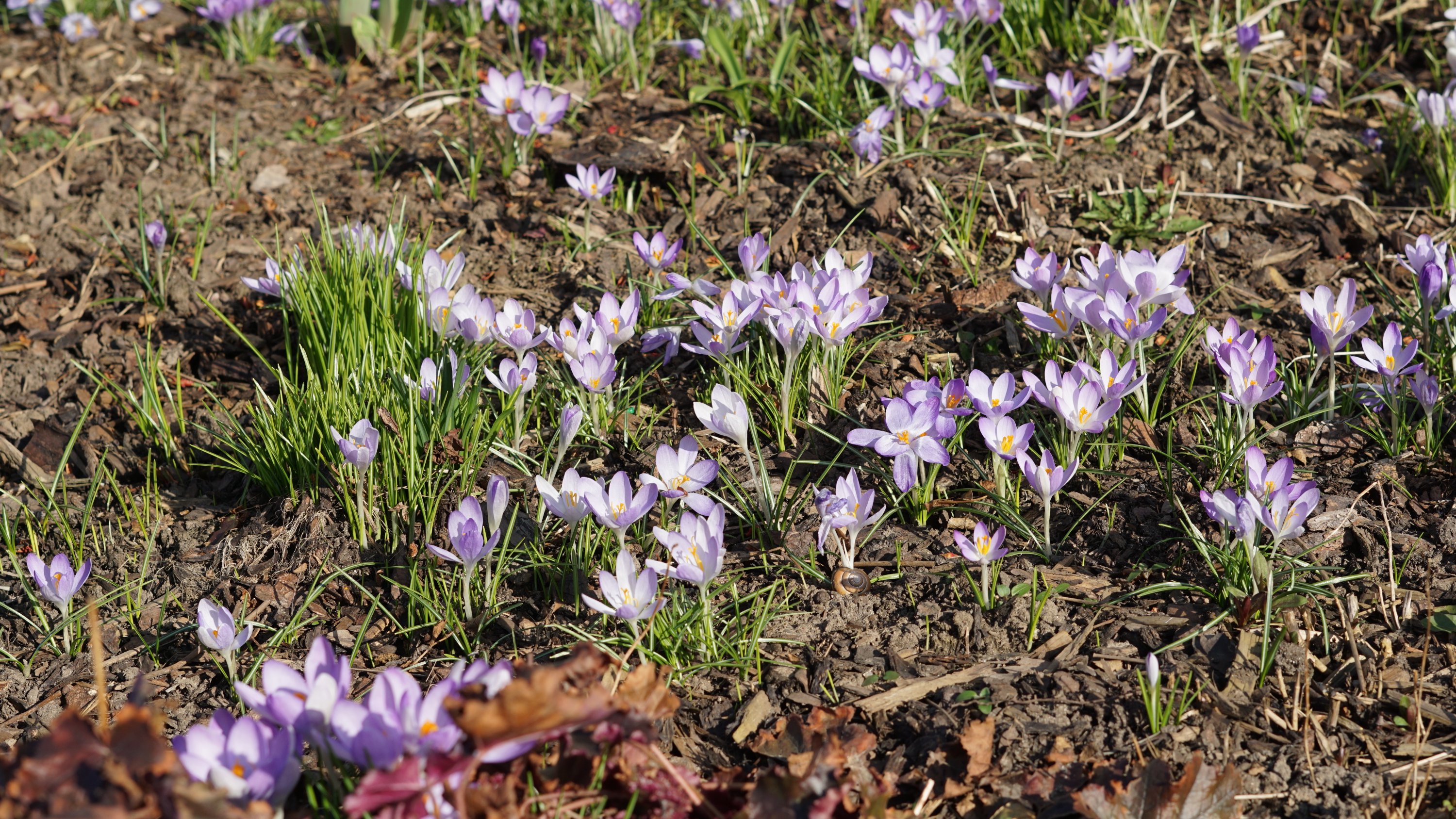 viele verteilte Blüten