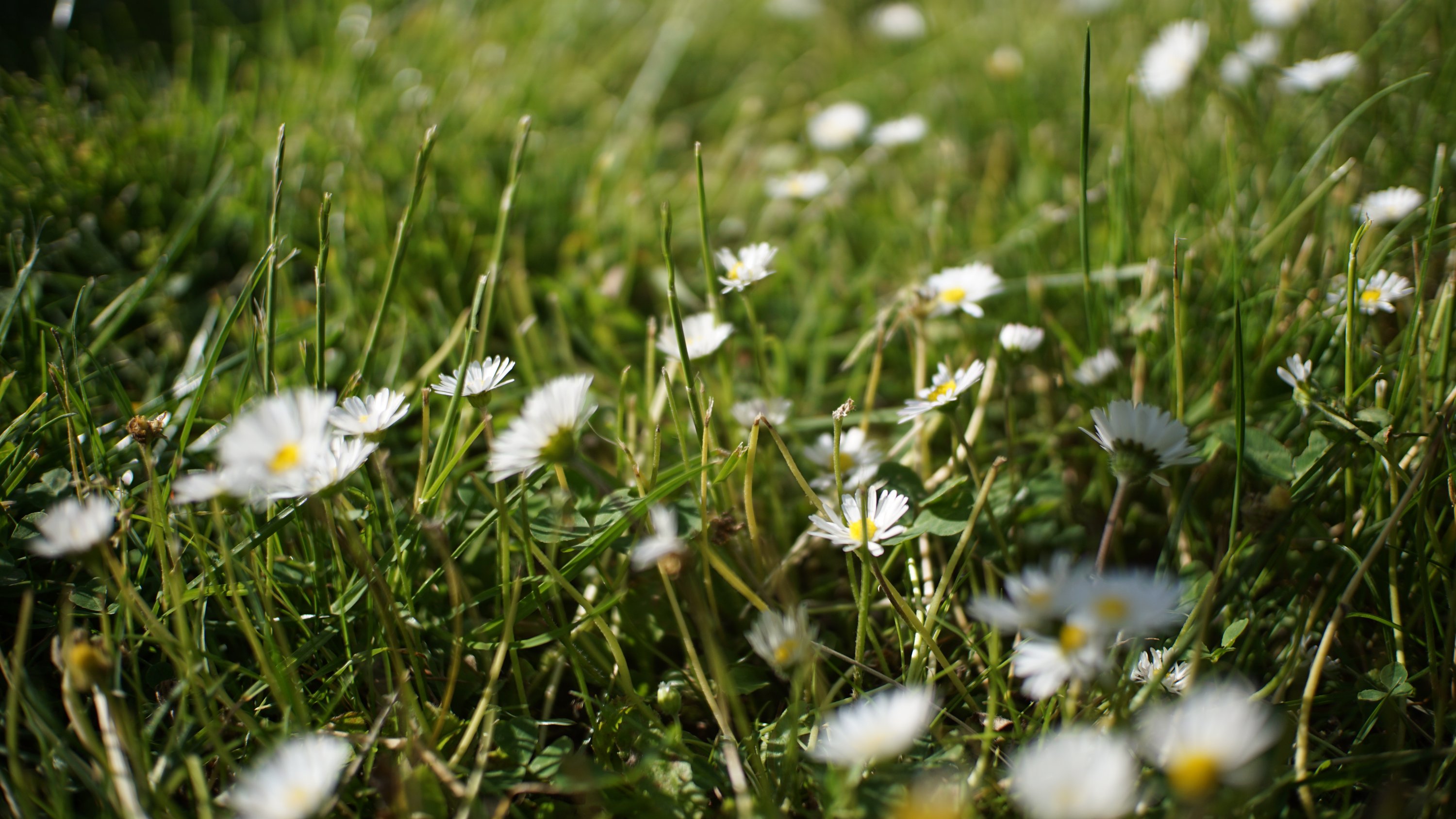 Viele Gänseblümchen,wirr auf einer Wiese 
