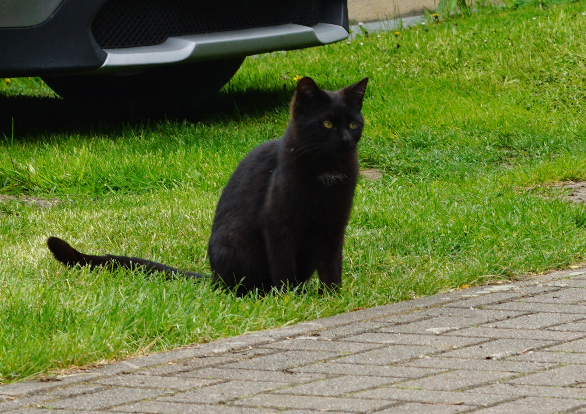 Kater sitzt im Gras