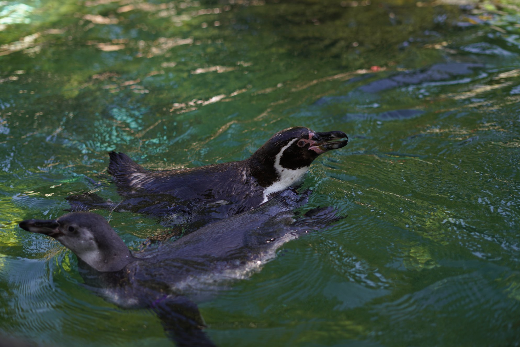 Zwei Pinguine im Wasser, Nahaufnahme 