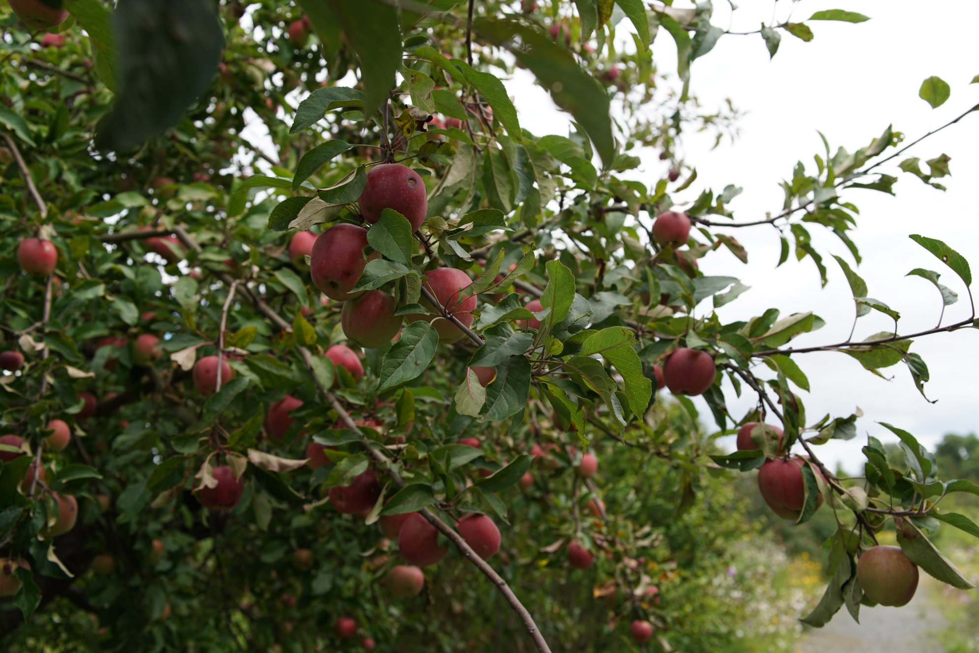 Reife, rote Äpfel am Baum 
