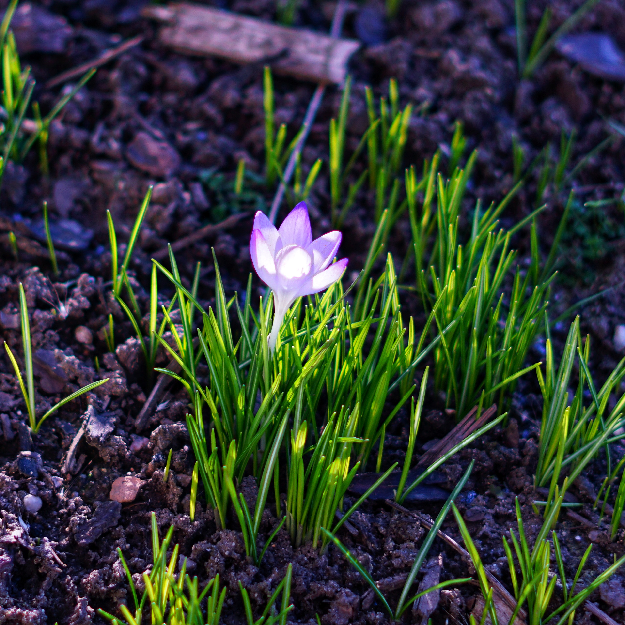 einzelne Krokus-Blüte