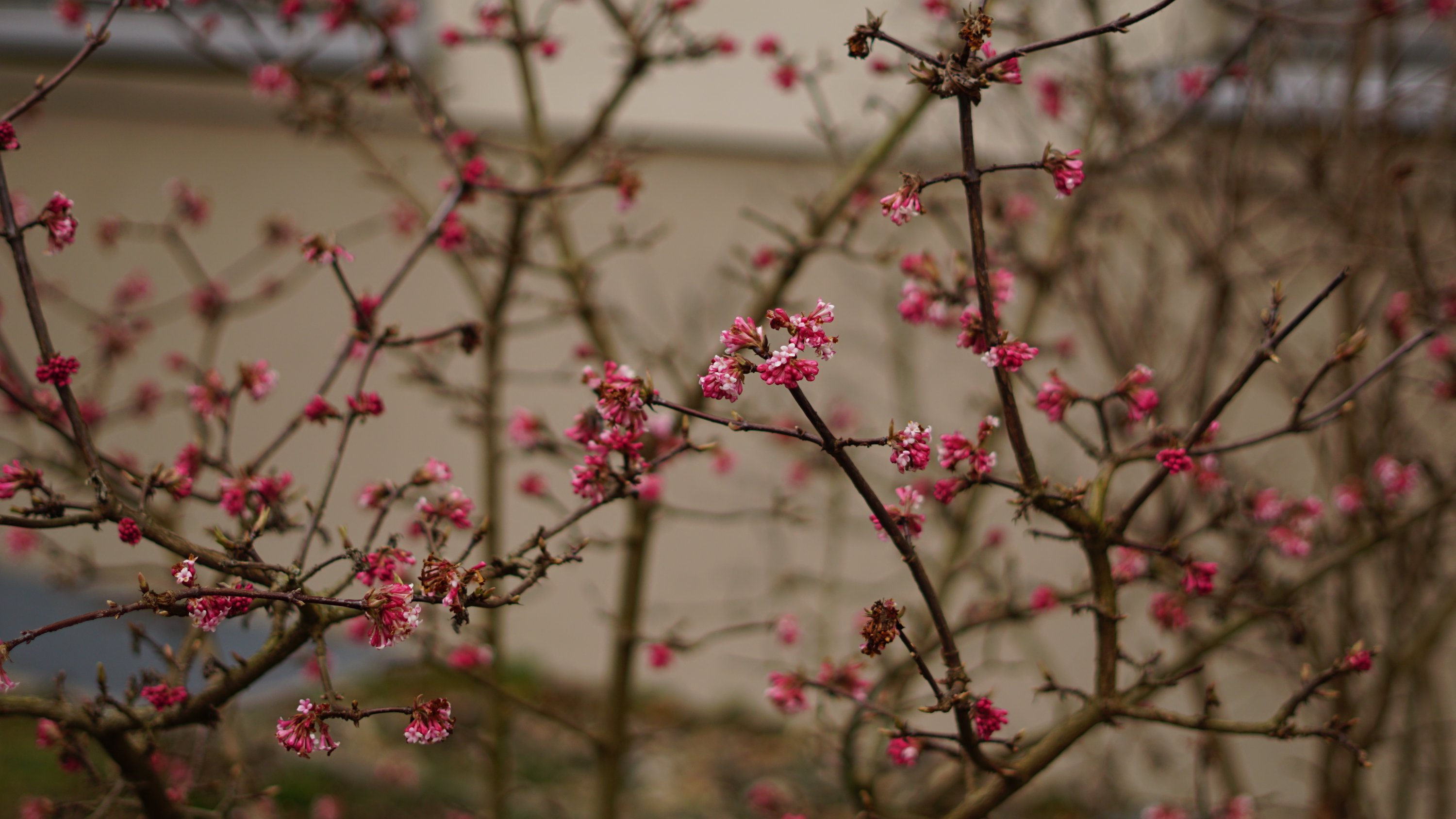 Strauch mit rosa Blüten