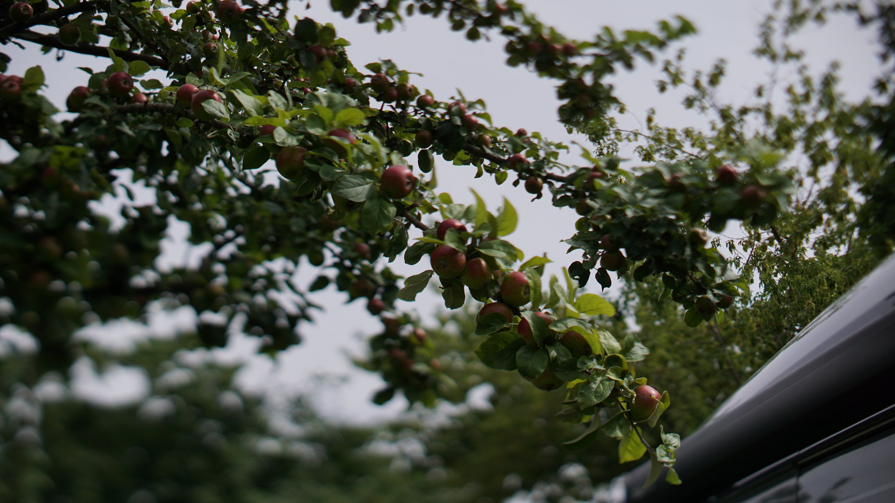 Apfelbaum, Fokus auf einen Ast beschränkt 