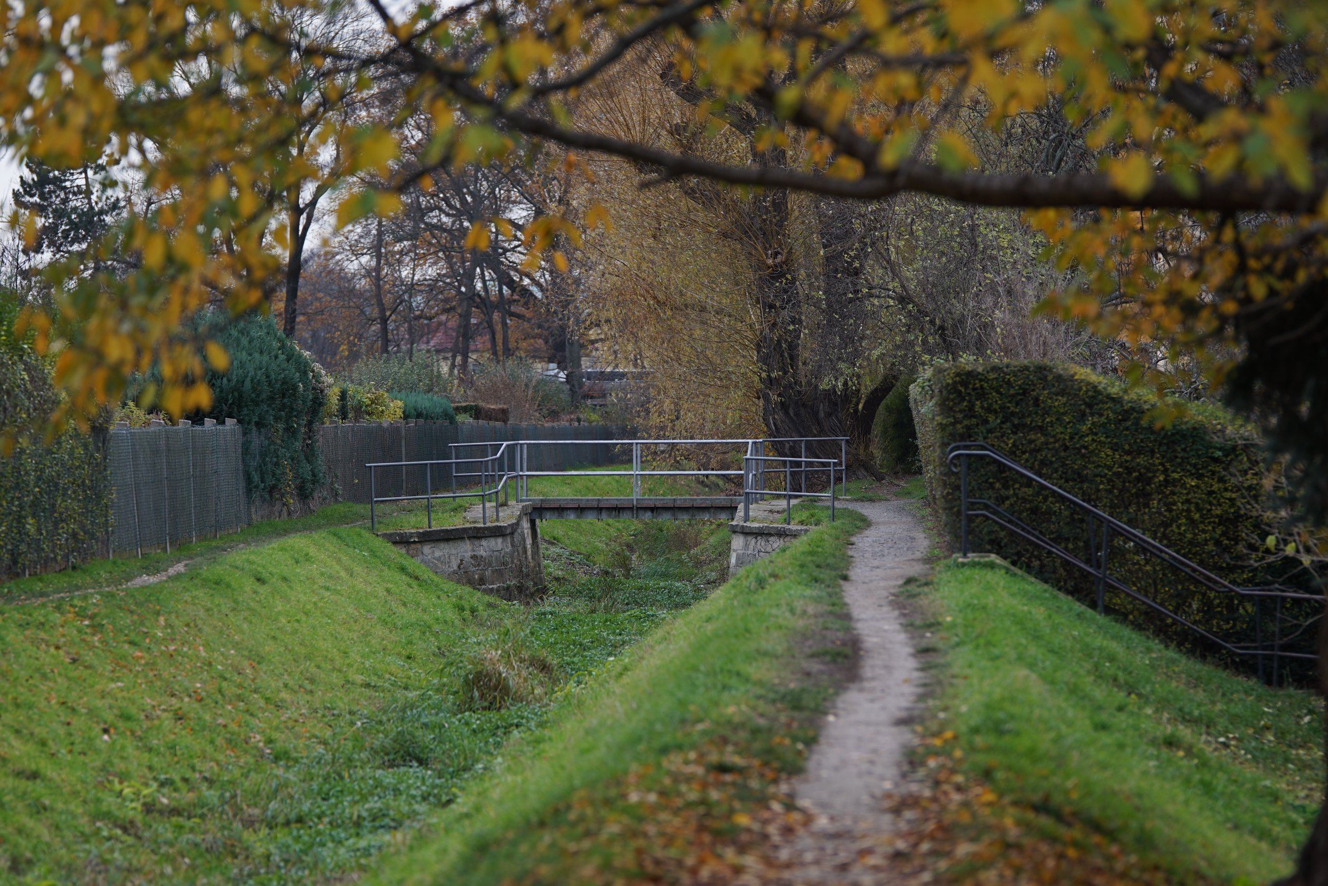 Selber Blick, aber dunkler und viele der Blätter liegen inzwischen unten