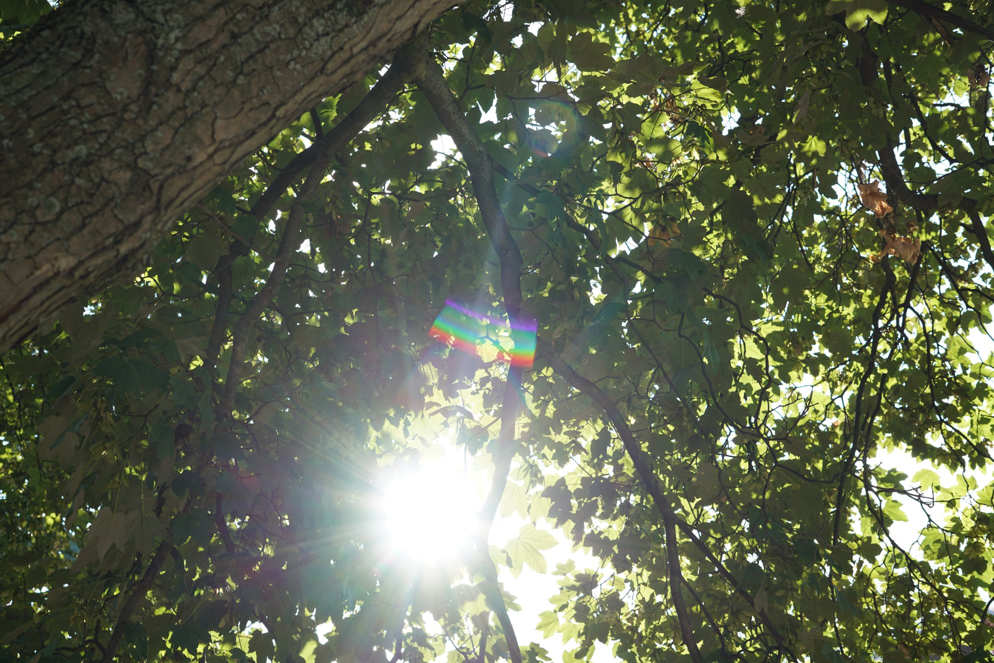 Geäst eines Laubbaumes - Sonne scheint hindurch und produziert Lichtreflexe im Objektiv 