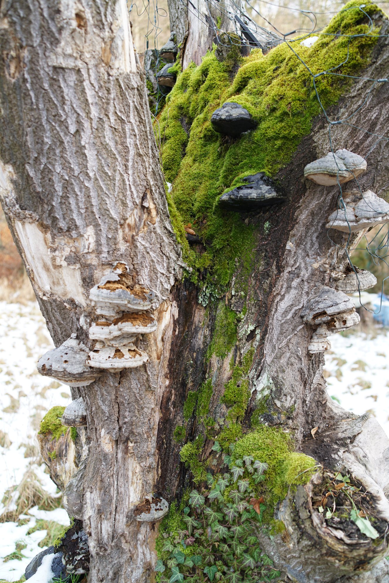 Stark mit Baumpilz bewachsener Stumpf 