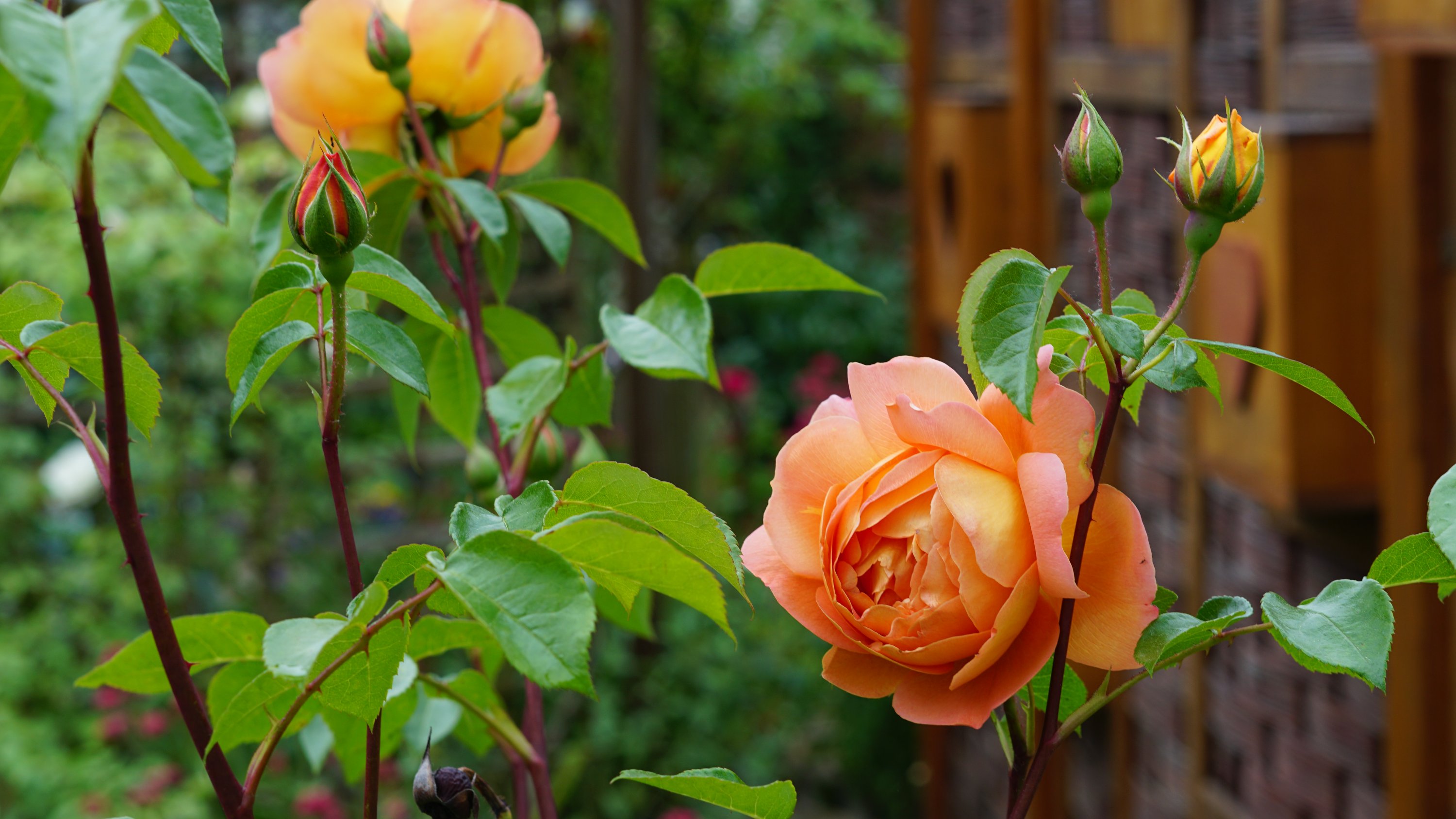 Orange/rosa Rosen 