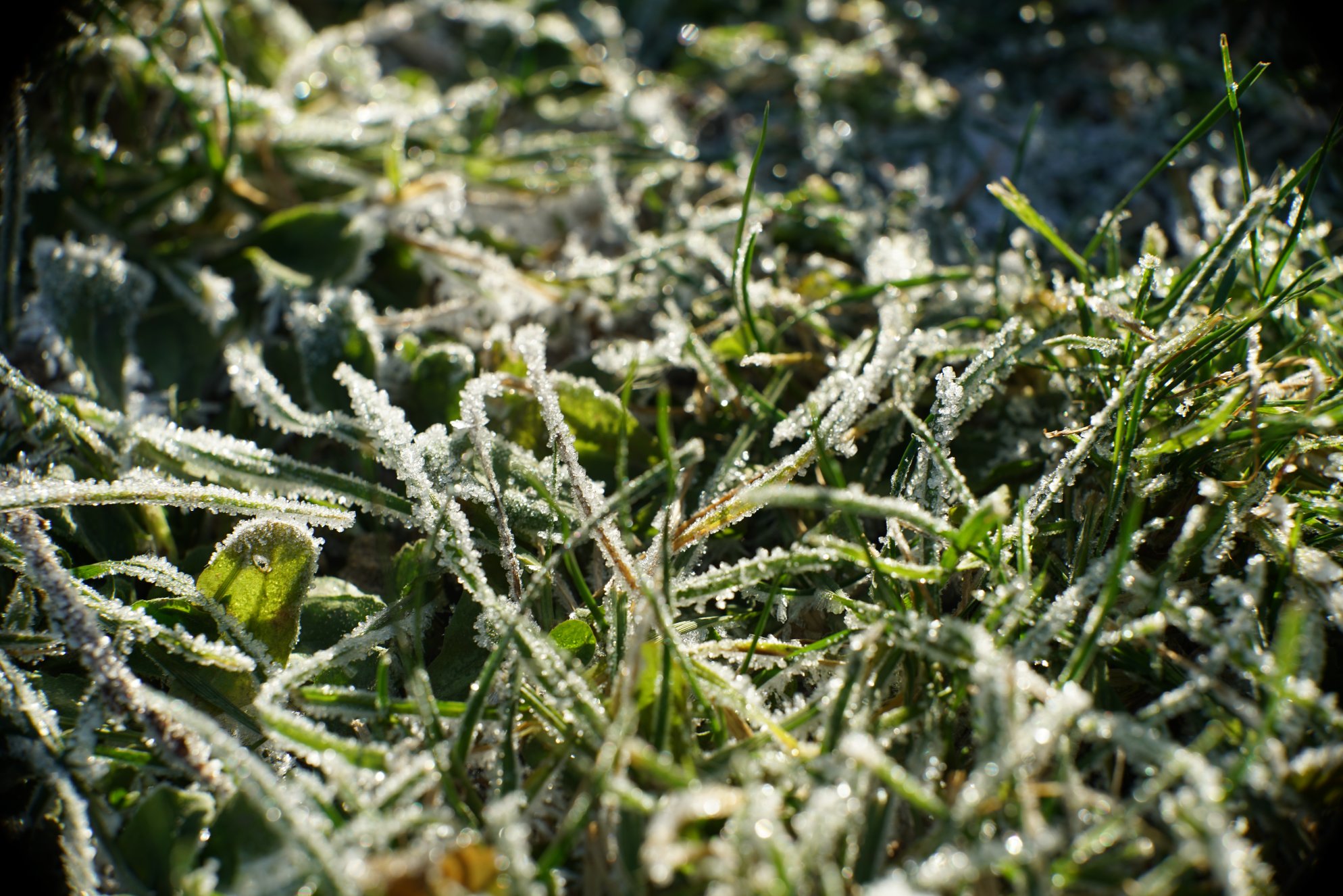 Sonne auf Gras mit viel Raureif 