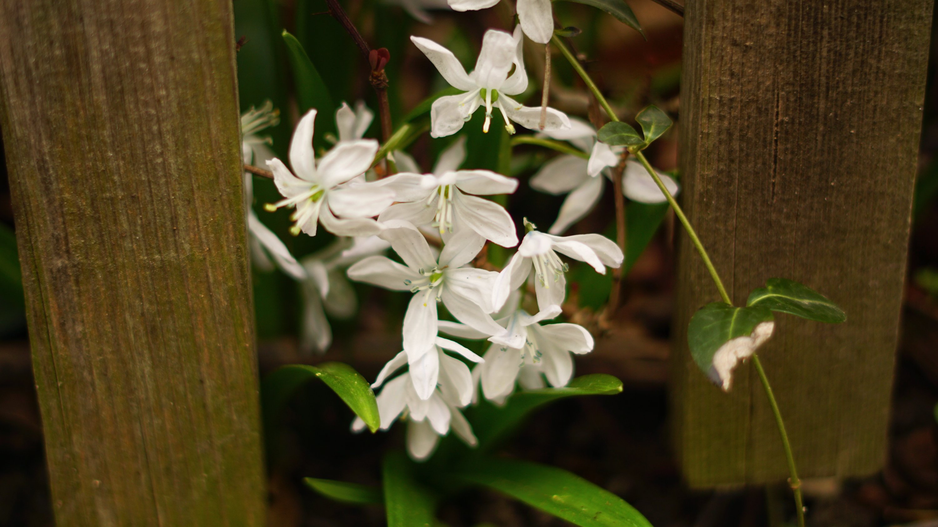 weiße Blüten zwischen zwei Zaunslatten