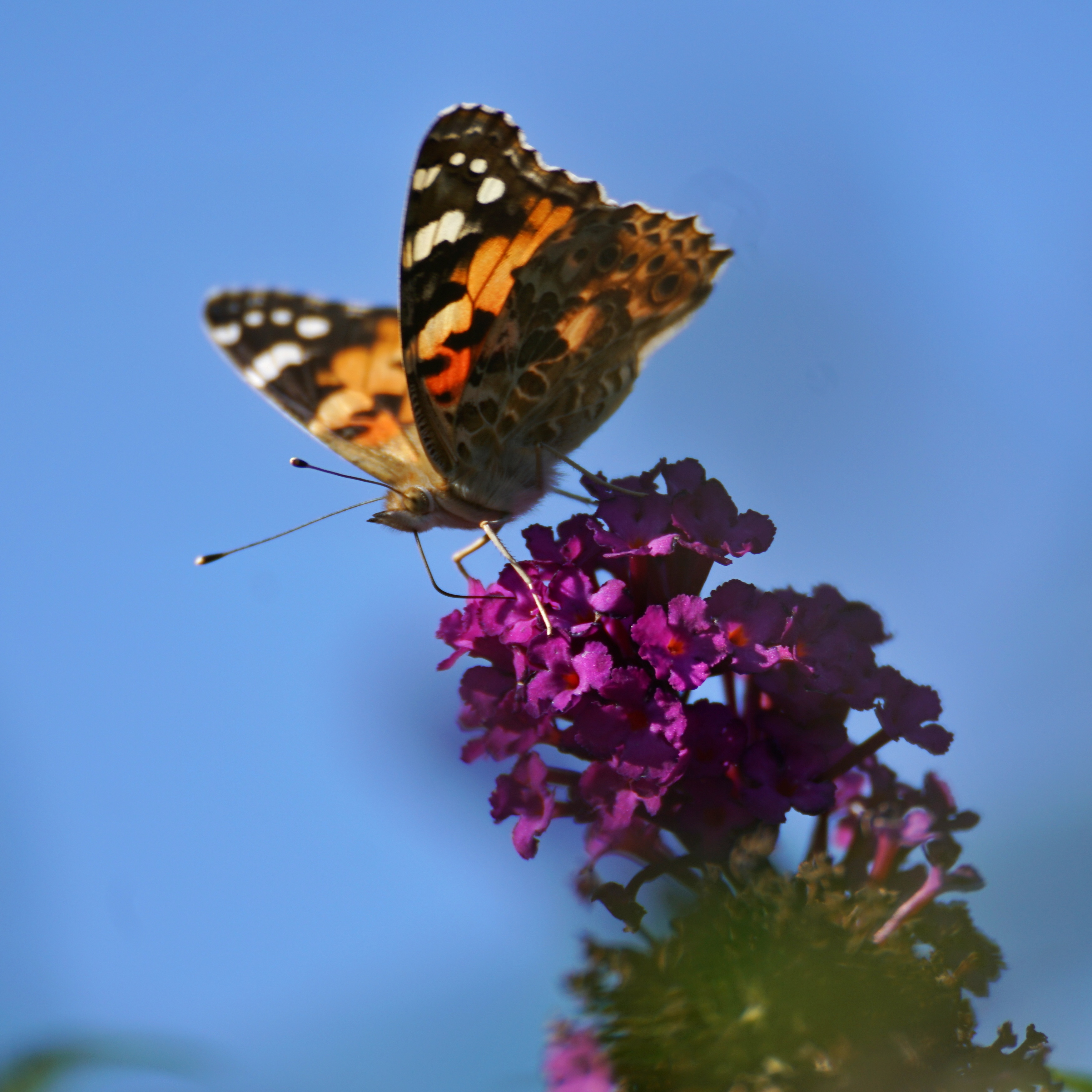 Falter in Nahaufnahme auf Blüten