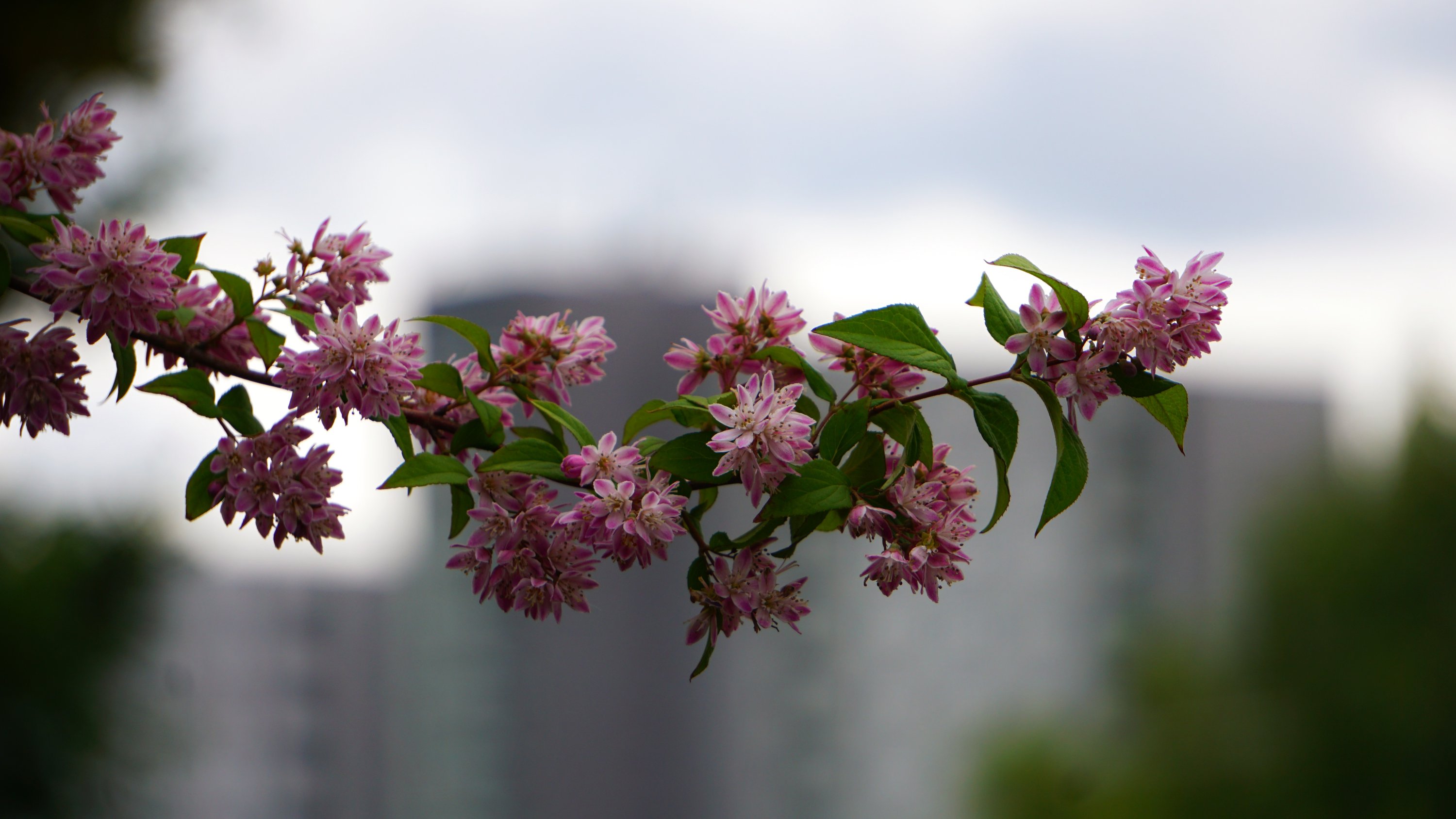 Zweig mit Blüten vor Betonblöcken (kaum erkennbar durch Unschärfe)
