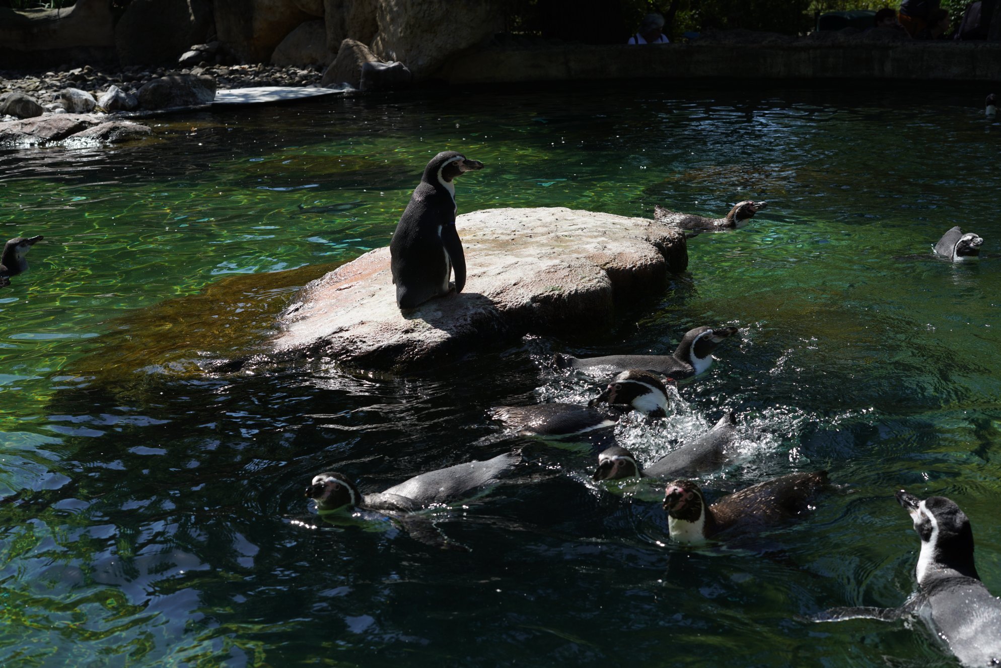 Pinguine auf/um einen mini-felsen im Wasserbecken 
