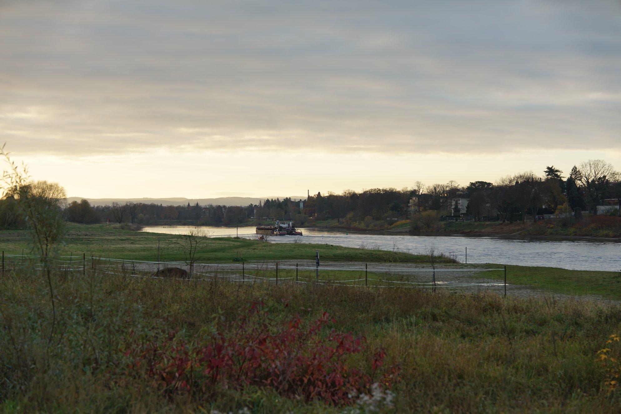 Elbkahn vor Weide/Wiesen auf Höhe Loschwitz im Sonnenaufgang 