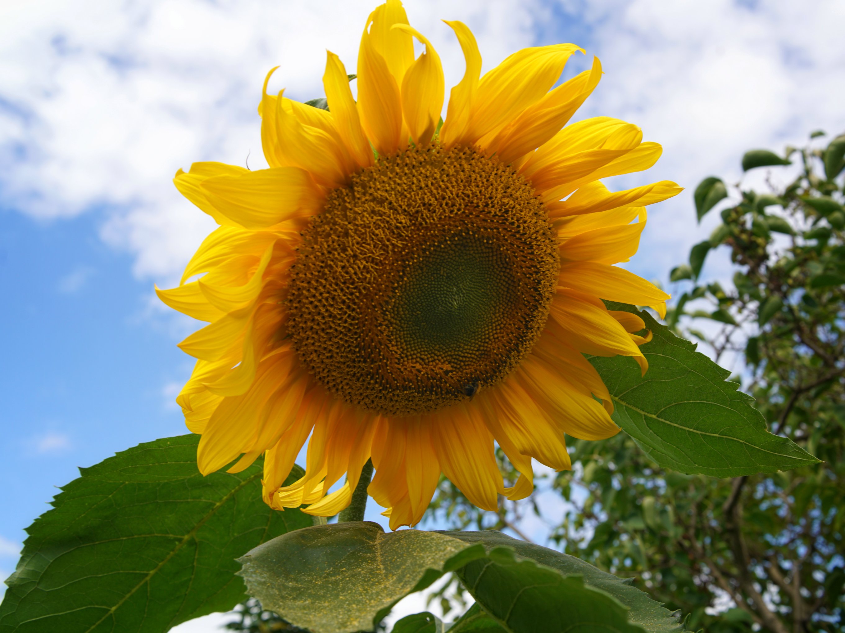 Sehr große Blüte einer Sonnenblume 
Bienchen for scale