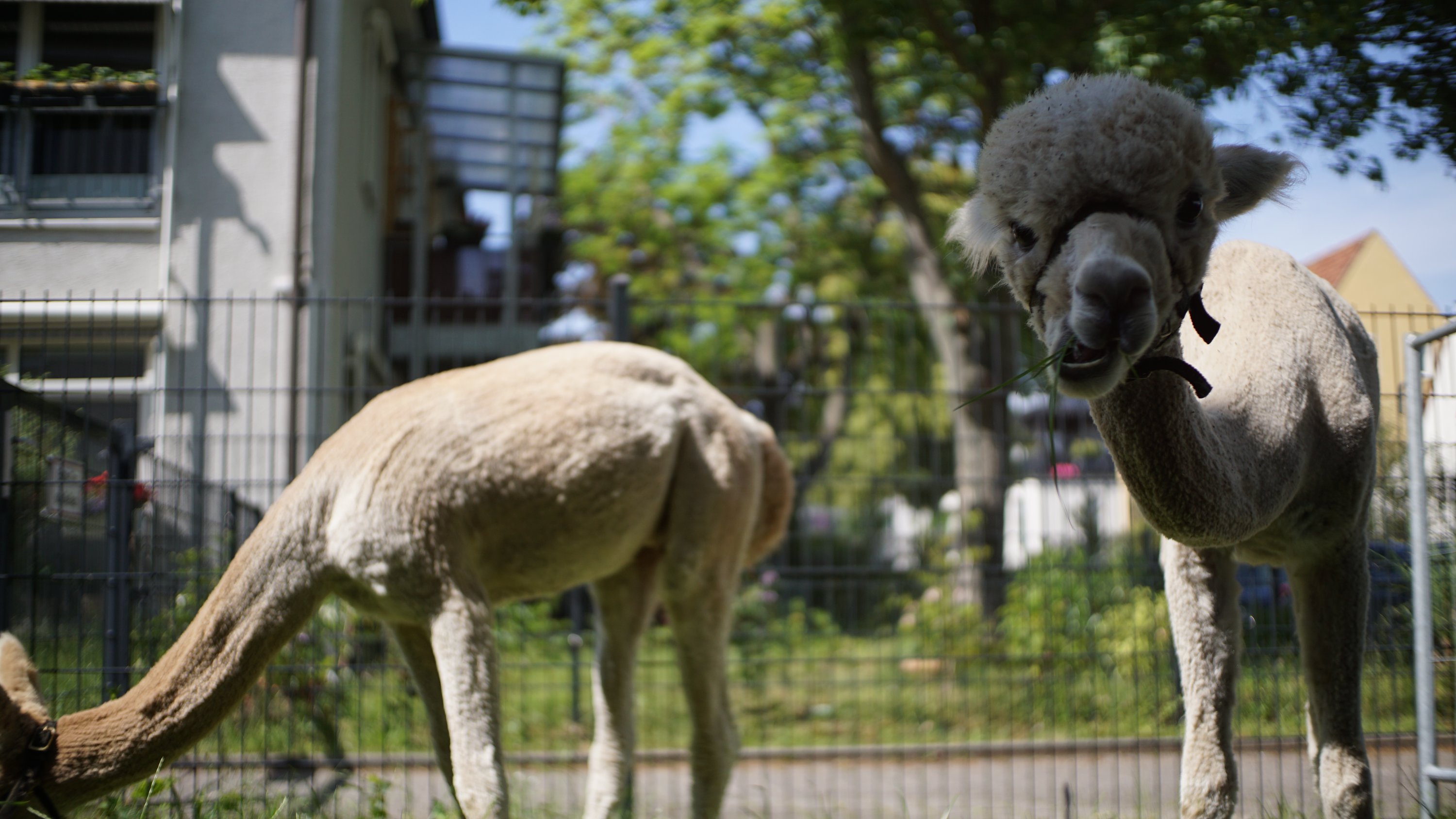 Zwei Alpakas, eines blickt kauend in die Kamera 