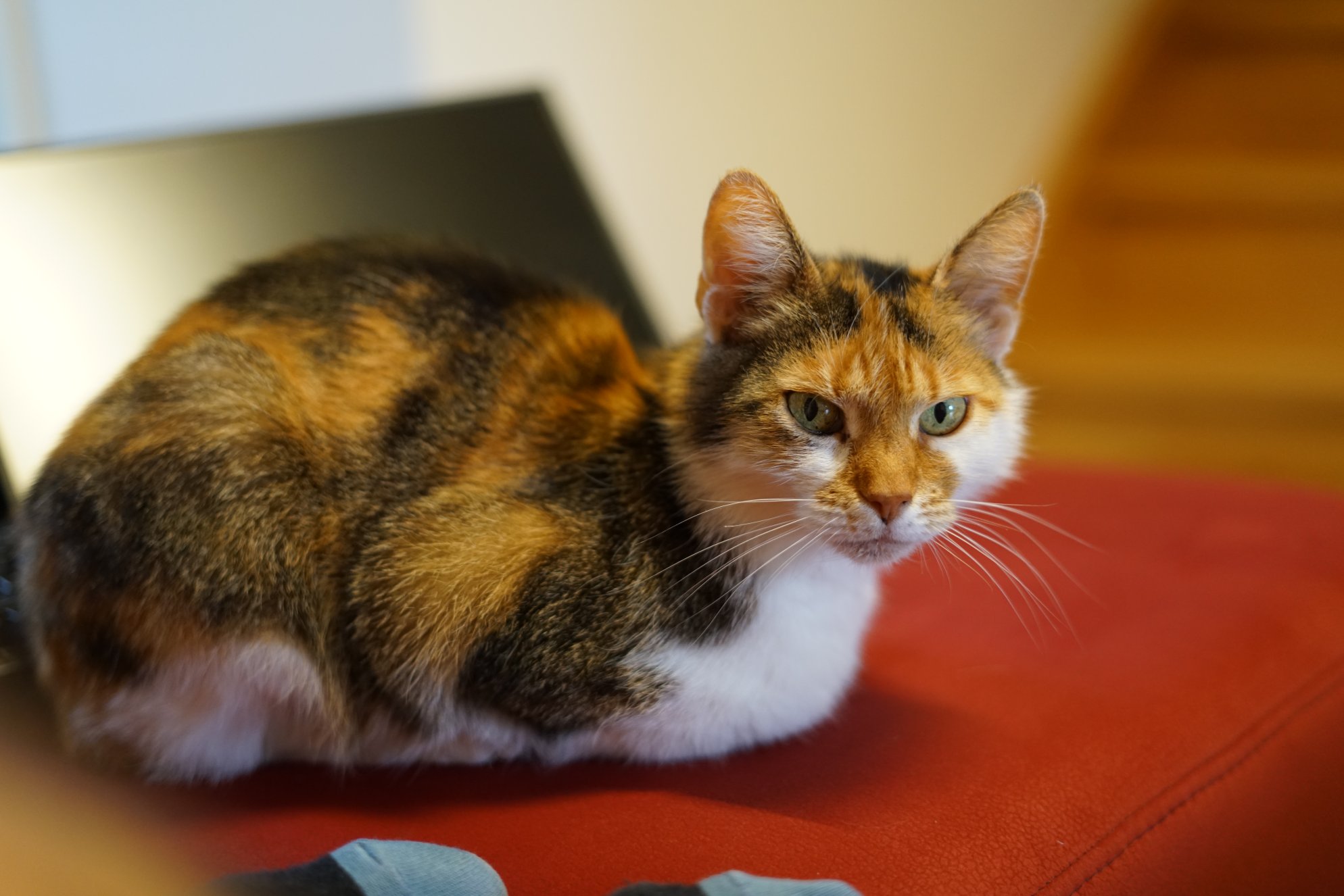 Katze auf roter Textilfläche 