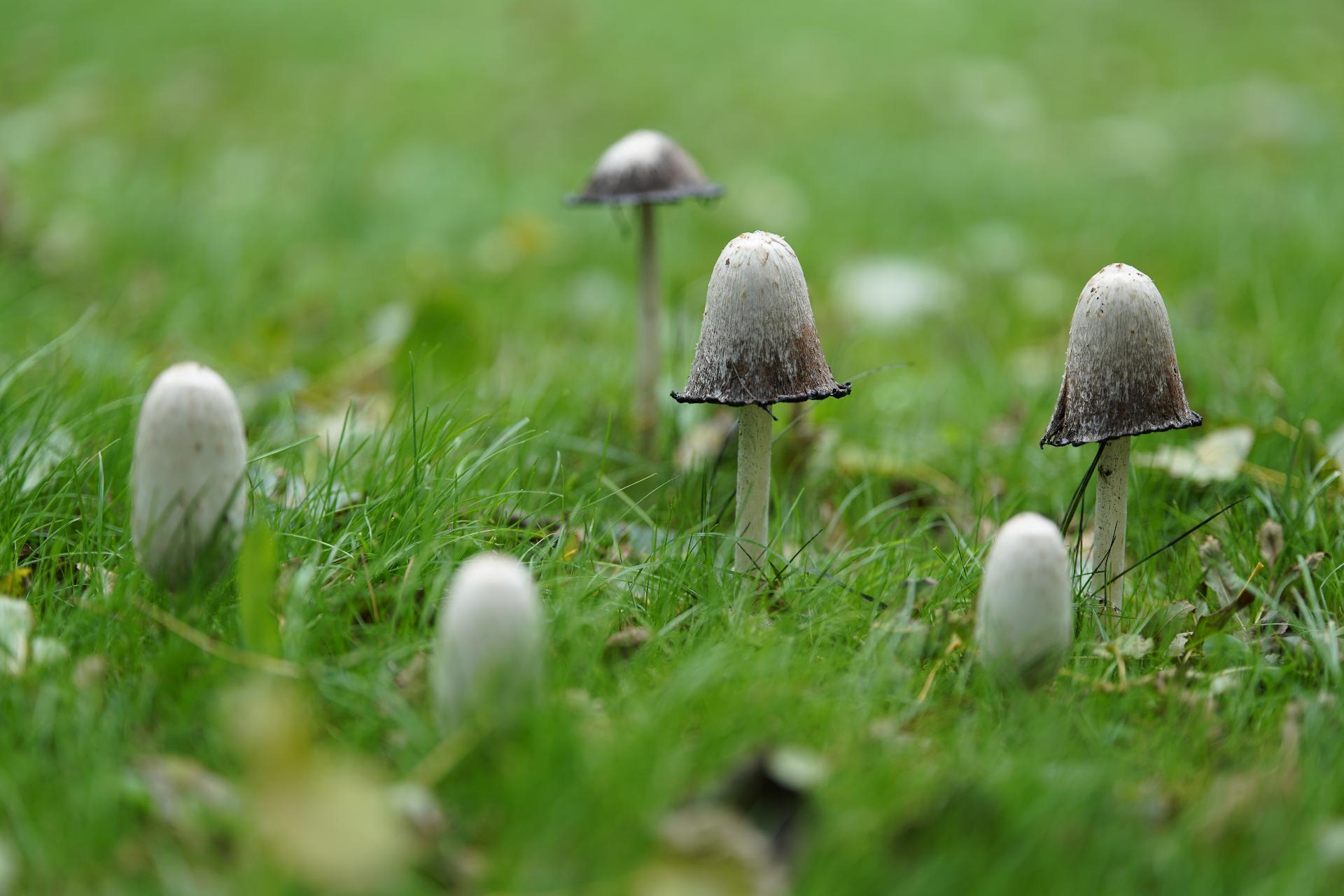 Eine Gruppe Morcheln im Gras Eine Gruppe Morcheln im Gras