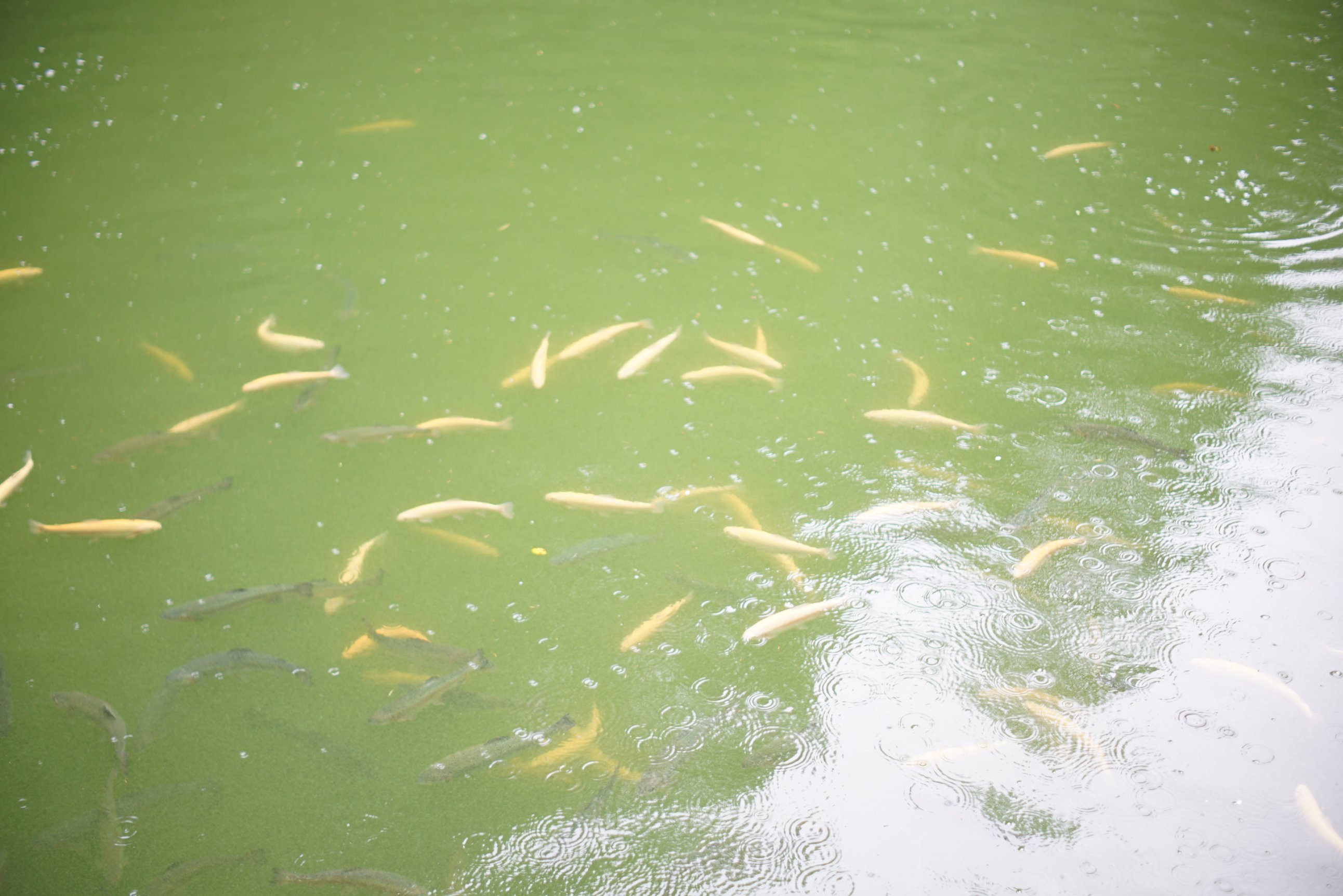 Fische im Wasser - viele davon,  sie warten auf Futter 