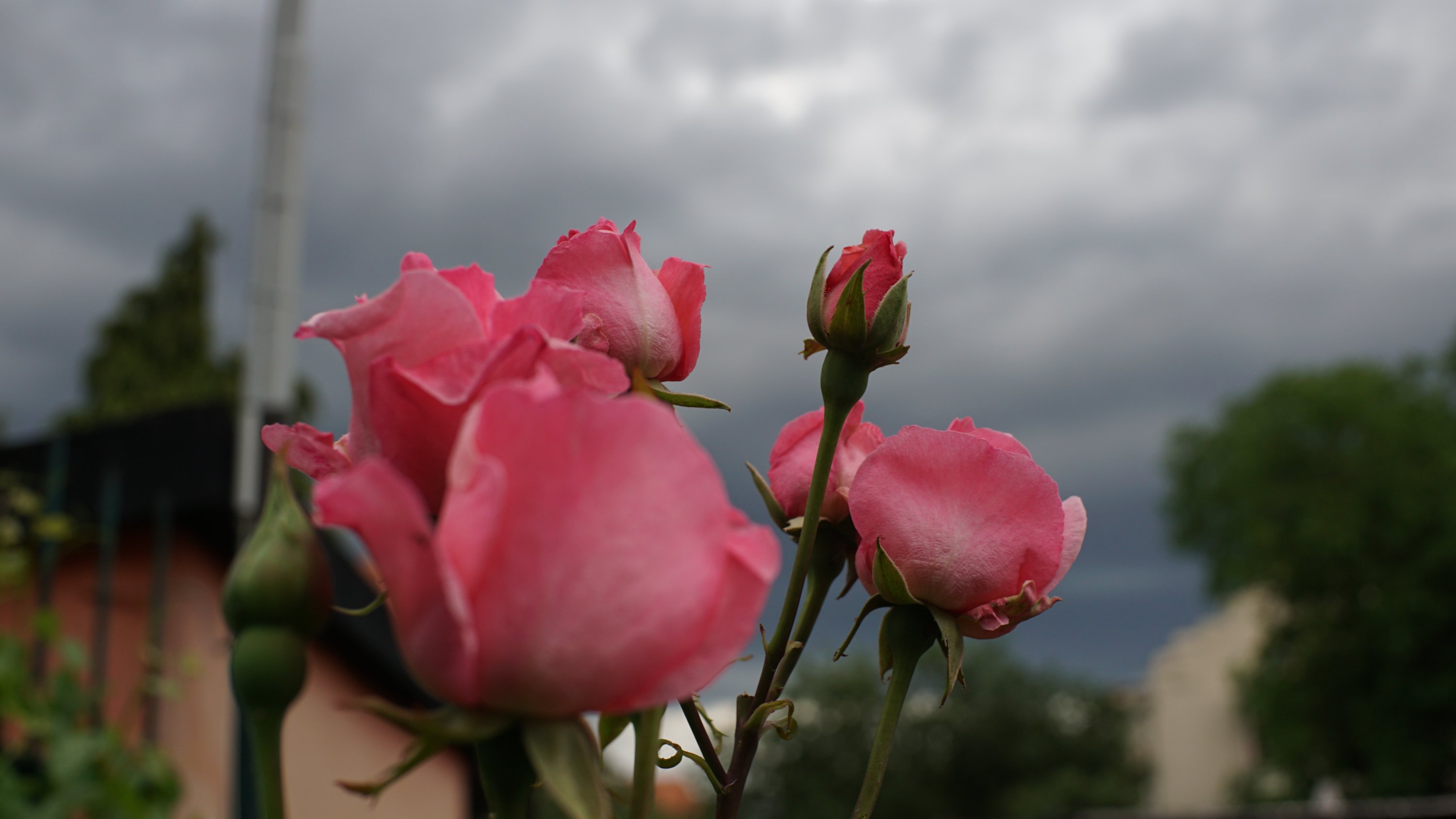 Rosa Rosen vor dunklen Wolken 